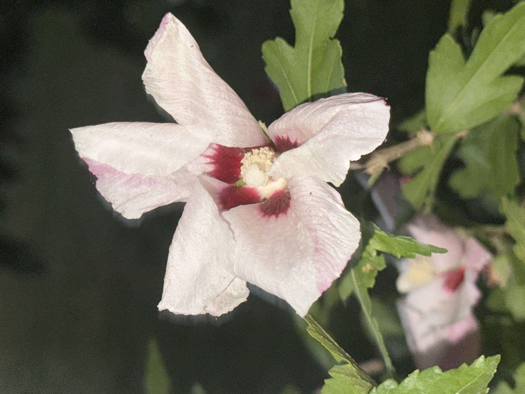 The image displays a close-up view of a light pink hibiscus flower with a deep red center. The flower has five prominent petals, some with delicate pink veining. The stamens in the center are visible and appear light yellow. Green leaves, some serrated at the edges, are interspersed around the flower, with one larger leaf clearly in focus to the right of the main bloom. In the background, another hibiscus flower, out of focus, shows similar coloring. The overall setting is a dark, natural environment, suggesting it was taken outdoors at night or in low light conditions. There is no indication of the city of Nevinnomyssk, Russia, or any people in the image.