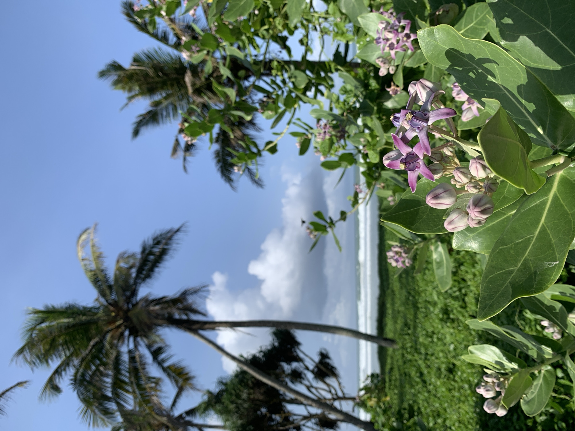 The image depicts a tropical scene, likely near a beach. In the foreground, there is lush green vegetation with some flowering plants featuring purple blossoms and large green leaves. Two palm trees are visible, one more prominent with its fronds reaching towards a clear blue sky. Beyond the vegetation and palm trees, there is a view of the ocean, with white waves breaking along the shoreline. A cloudy sky is present in the distance. The location is specified as the city of Unknown, Unknown.