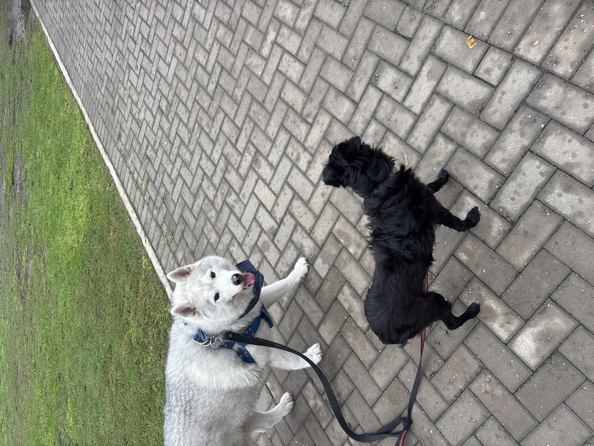 An overhead photograph captures two dogs on a herringbone-patterned paved path, bordered by a strip of green grass, in Buenos Aires, Argentina. The grass to the left appears damp or muddy in areas.
In the lower-left and central part of the image, a white or light grey dog, resembling a Husky, looks directly up at the camera with its tongue playfully extended. It is wearing a blue harness, a dark leash, and a blue bandana or scarf around its neck. Its front paws are splayed on the grey pavers.
To the right, a black, shaggy-coated dog is lying calmly on the pavement, with its dark-colored leash extending towards the bottom right. The diffused lighting suggests an overcast day, and there are no harsh shadows. The scene depicts a casual outdoor moment, likely a break during a walk. No readable text is visible on the dogs' accessories or within the environment.