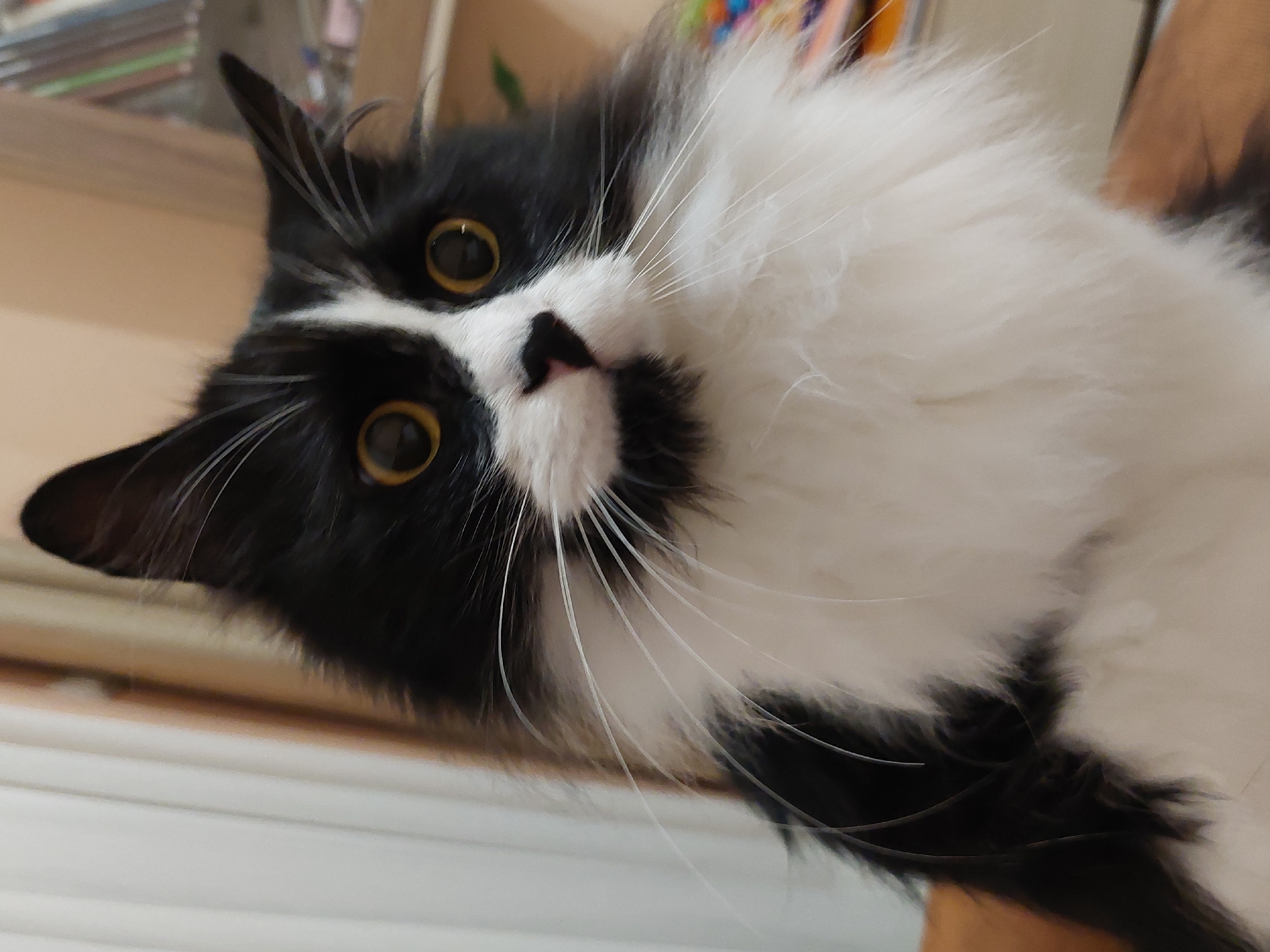 A black and white long-haired cat is looking directly at the camera with its mouth slightly open, appearing surprised or curious. The cat has large, round, amber-colored eyes and prominent white whiskers. Its fur is predominantly white on its chest and face, with black markings around its ears, eyes, and back. The background is blurred, showing hints of indoor curtains and shelves with books. There is no indication of the location within Plovdiv, Bulgaria.