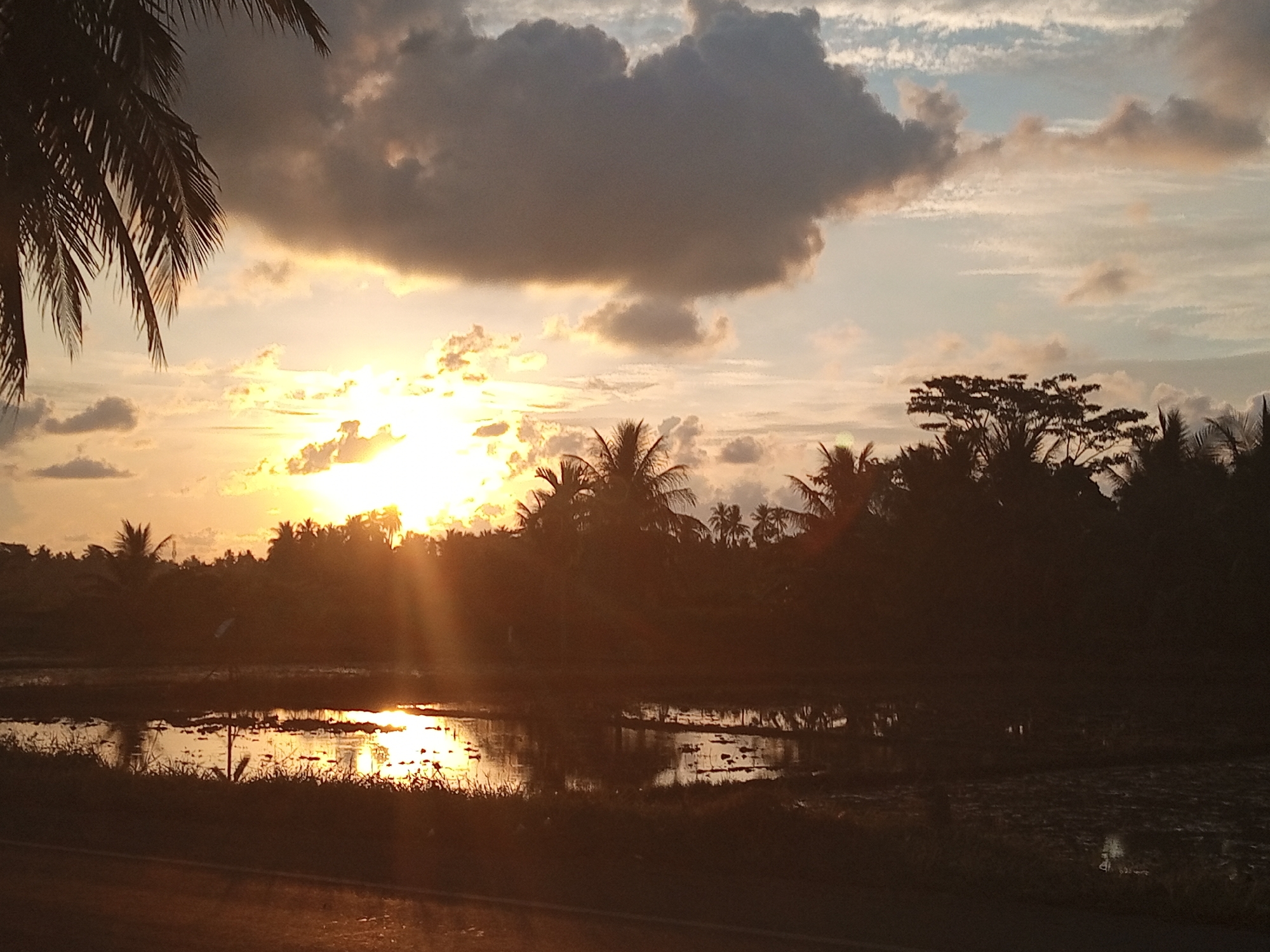 This image captures a sunset scene in Cotpuuk, Indonesia. The sun, a bright golden orb, is low on the horizon, partially obscured by dark, dramatic clouds. Rays of sunlight stream outwards, illuminating the sky with shades of yellow and orange. In the foreground, the silhouettes of palm trees and other vegetation create a dark, dense border against the vibrant sky. A body of water, possibly rice paddies, reflects the warm light of the sunset, creating shimmering patterns on its surface. The overall atmosphere is serene and natural, showcasing the beauty of a tropical twilight.