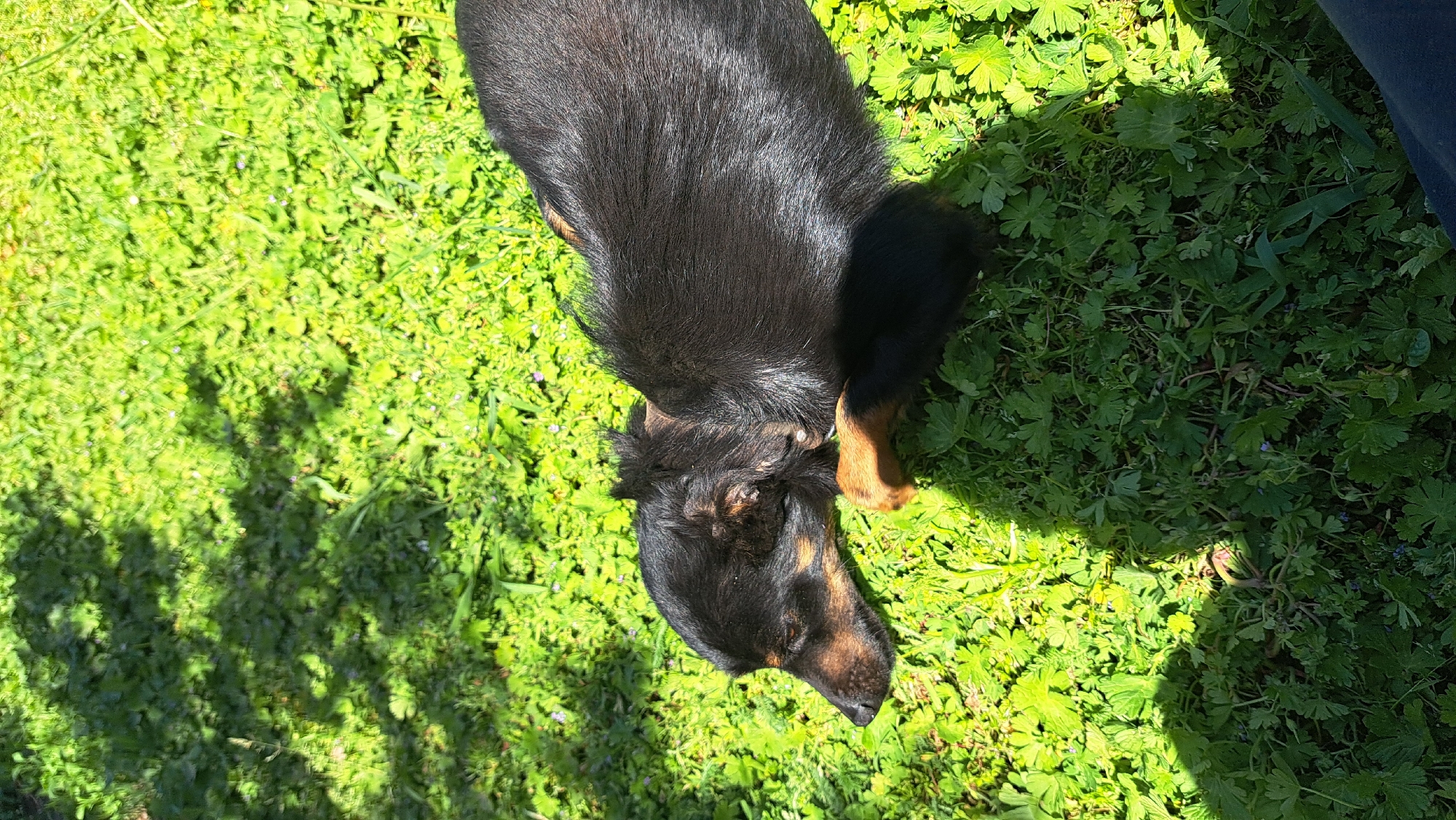 A black and brown dog lies on green grass. The location is in the city of Unknown, Unknown. The dog is facing towards the bottom left of the image. The grass has clover-shaped leaves. A shadow is visible on the left side of the image. A piece of blue clothing is visible on the right side of the image.