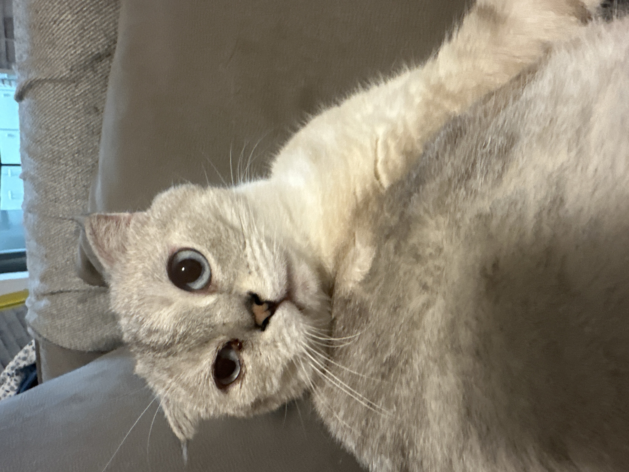 A close-up, low-angle indoor shot shows a light-colored Scottish Fold cat with blue eyes reclining on a brown sofa. The cat's left ear is folded downwards, and its fur is a mix of light gray and cream. Its right eye is open and appears blue, while its left eye is partially closed and seems to have a reddish tint. The cat's whiskers are prominent and spread outwards. The background consists of a textured brown sofa with a portion of a patterned blanket or pillow visible to the upper left. The lighting appears to be artificial and casts soft shadows. There are no people or other animals present in the frame. There is no information or visual cues in the image to suggest the location is in Haifa, Israel.