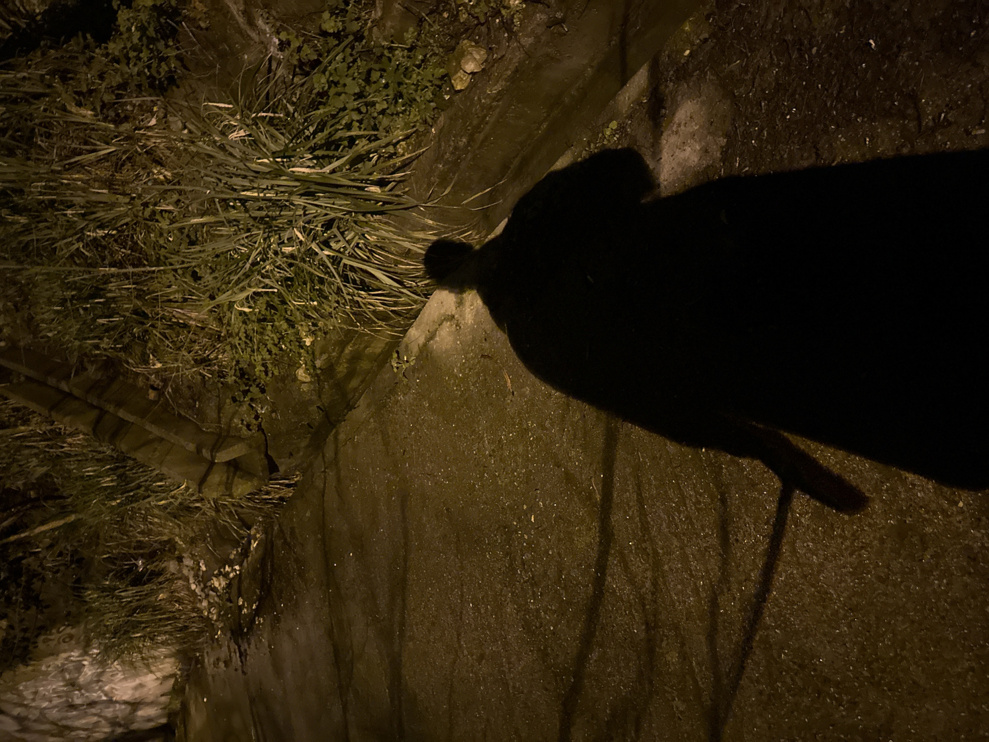 The image depicts a poorly lit, possibly nighttime scene in an urban environment. On the left, there is dense vegetation growing adjacent to a concrete edge. A dark, elongated shadow is cast across the concrete surface, which also shows faint, vertical lines, suggesting possible water runoff or some type of texture on the concrete. The shadow appears to be of a person or figure wearing a long coat, based on the outline and the hint of a lower appendage towards the bottom right of the frame. The texture of the ground is granular and damp. There is no explicit evidence in the image to confirm that the location is in Sochi, Russia.