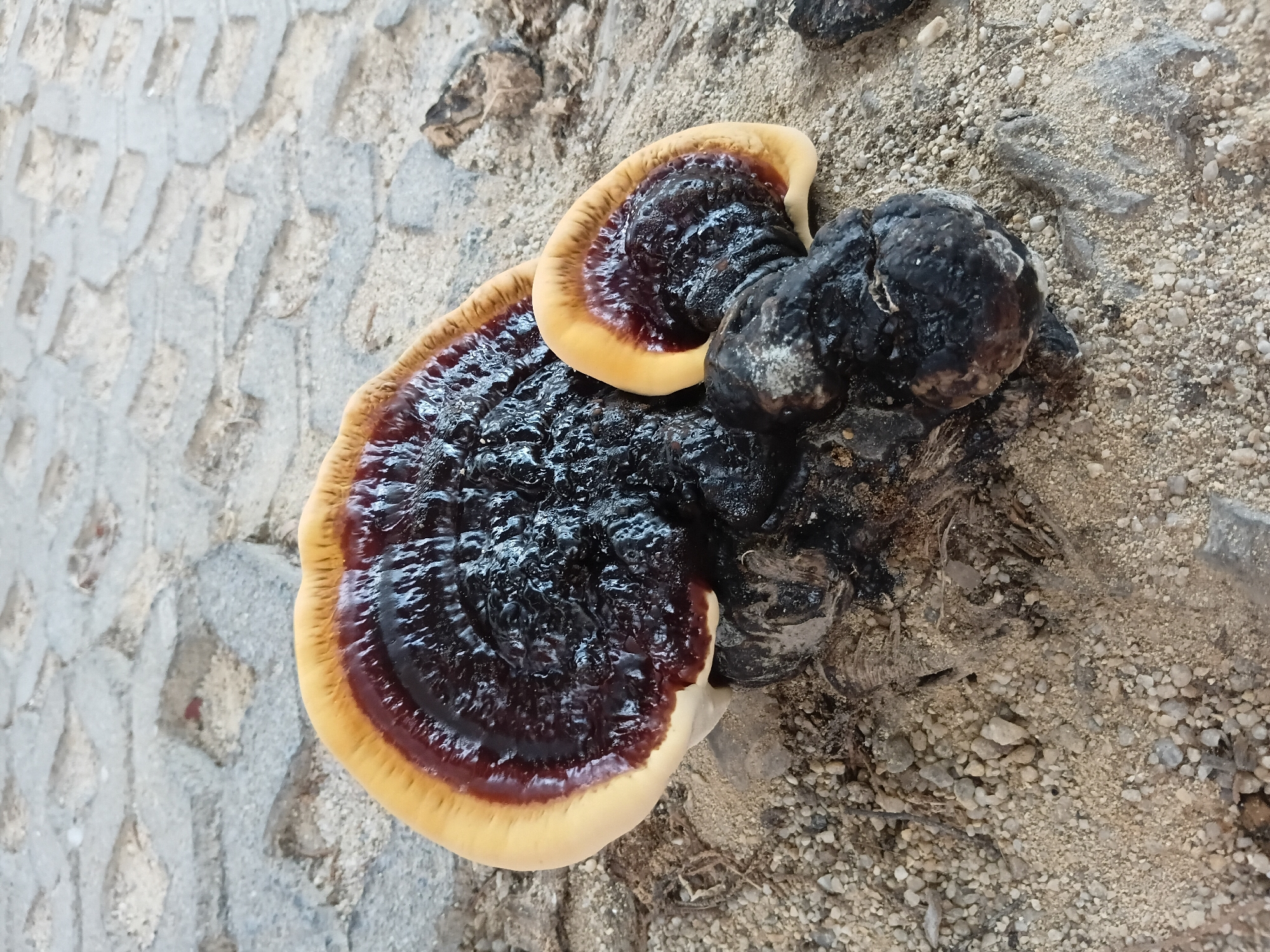A close-up, eye-level shot captures a cluster of large, dark brown and tan mushrooms growing from a dark, woody base on a sandy, gravelly surface. The mushrooms have a glossy, somewhat wrinkled texture and exhibit concentric rings of color, transitioning from a dark, almost black center to a deep reddish-brown, and finally to a pale tan or yellow edge. A smaller mushroom, similarly colored, is attached to the main cluster. The ground beneath them is composed of fine sand and small, light-colored pebbles, with some dried organic debris visible. In the background, a patterned, gray surface resembling interlocking pavers or cobblestones is partially visible. The scene is illuminated by overhead lighting, casting subtle shadows. The location is identified as Baan Bang Rak, Thailand, though no specific landmarks are present in the image to further define the urban context. No individuals or actions are depicted.