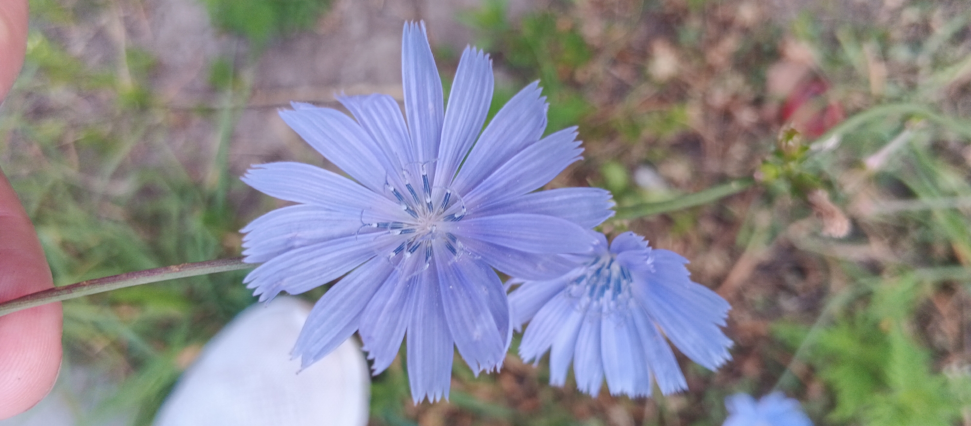 The image shows two light blue flowers on a thin stem. The flower in the foreground is larger and fully open, with many pointed petals radiating from the center. The center of the flower has fine, delicate structures that appear blue and white. A second, smaller flower is visible to the right, partially in focus and also open. The stem is thin and reddish-brown with some darker speckles. To the left of the stem, a person's thumb and index finger are visible, holding the stem. The background is blurred, showing a mix of green grass, dry brown leaves, and a light-colored, indistinct object, possibly a shoe or a container, at the bottom left. The overall setting suggests an outdoor environment, potentially a park or a garden. The image does not contain any specific landmarks or elements that would allow for precise location identification within the city of Smila, Ukraine.