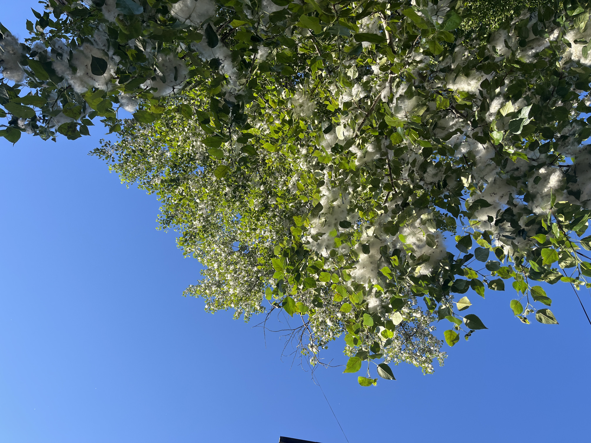 A low-angle, full shot shows a clear, bright blue sky above the branches of a deciduous tree heavily laden with white cotton-like seed pods and green leaves. The tree occupies the right and upper right portions of the frame, its branches extending diagonally upwards. Some bare branches with a few fluffy seed pods are visible in the upper left quadrant, with a thin dark line that could be a wire or pole in the far left edge. The light suggests it is daytime.