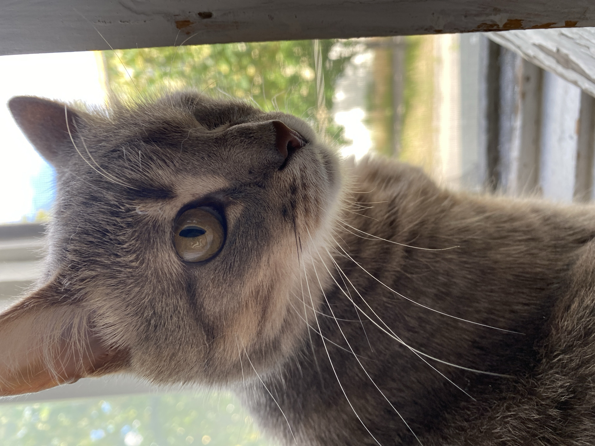 A close-up, vertical, eye-level shot captures the head and upper torso of a gray tabby cat looking out a window. The cat's fur is a mix of gray, black, and tan stripes, with long, white whiskers fanning out from its muzzle. Its eyes are a striking amber color, with one eye clearly visible and the other partially obscured. The cat is positioned in the foreground, with the background a blur of green foliage and a bright sky, suggesting an outdoor environment visible through a window. A white, weathered window frame is visible on the right side of the image.