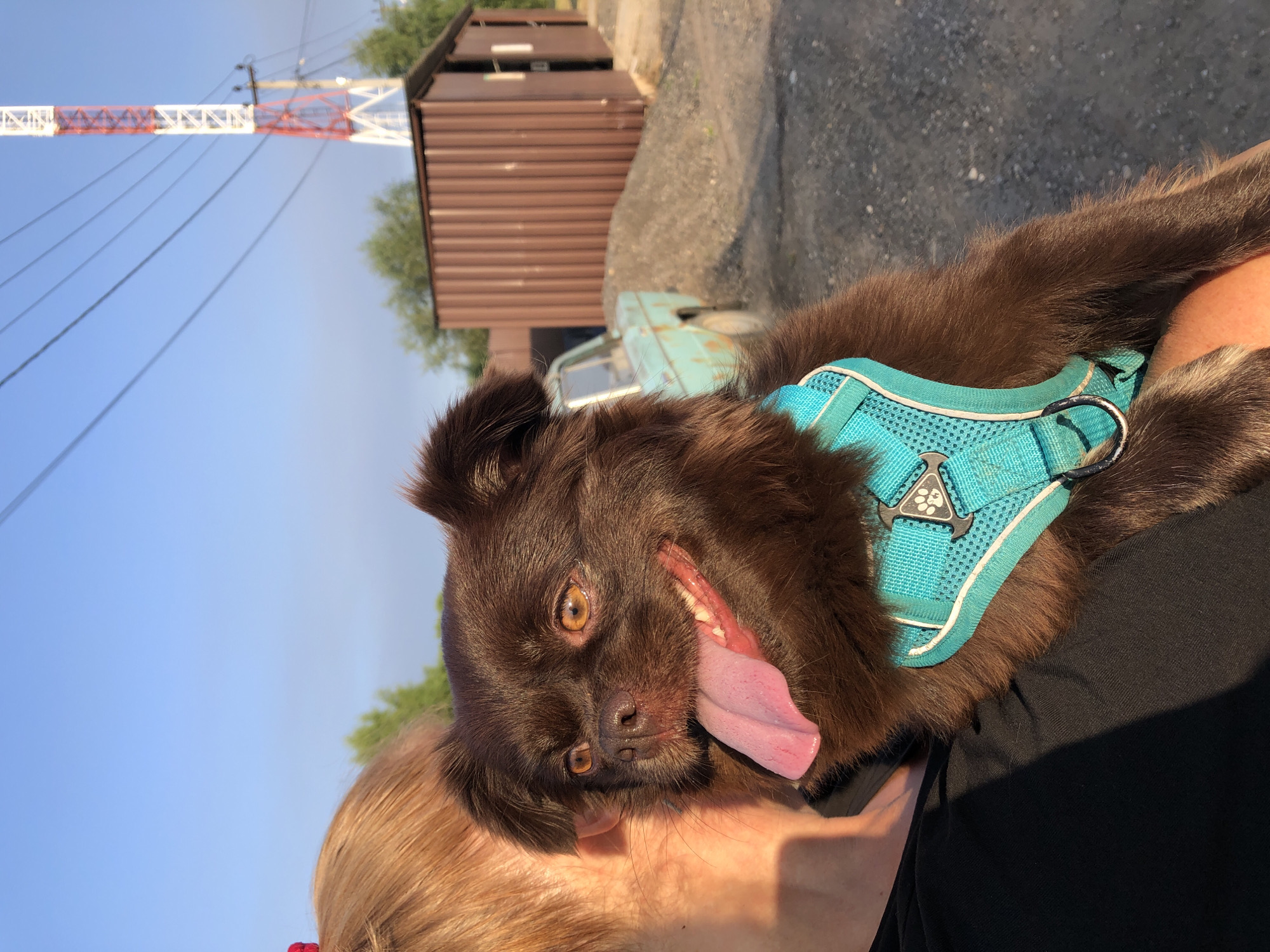 A medium shot captures a person holding a small, long-haired brown dog outdoors. The dog, wearing a bright teal harness with a paw print emblem, is the focal point. Its mouth is open, tongue lolling out, and its amber eyes are alert. The person's blonde hair is visible on the left side of the frame, and they are wearing a black shirt. In the background, a rustic scene unfolds: a faded turquoise car is parked next to a weathered brown corrugated metal structure. A pile of gravel sits in front of the structure, and a red and white radio tower stands tall in the distance against a clear blue sky. The setting appears to be an industrial or rural area.