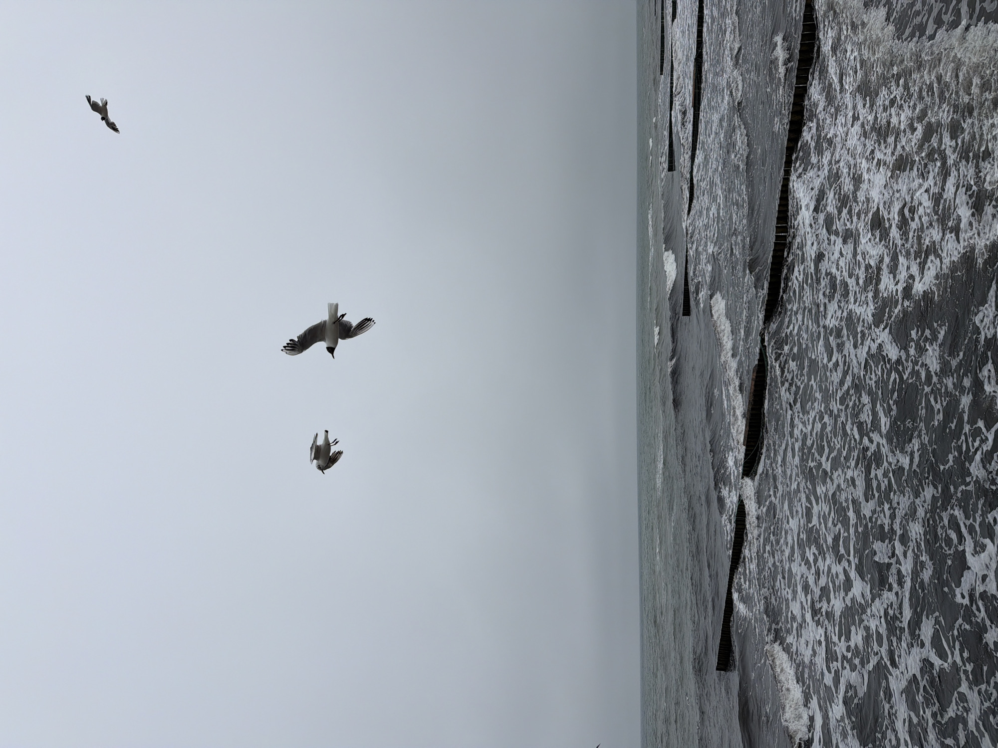 The image depicts a somber, overcast day at the Baltic Sea coast in Zelenogradsk, Russia. The choppy, dark gray water is filled with white foam and waves breaking against a series of wooden groynes that jut out into the sea. In the sky, three seagulls are captured in flight. One is higher and to the right, facing left. Another, slightly lower and to the left of the first, is also facing left. The third, the largest and most central bird, is in mid-flight, wings outstretched, facing right. The overall atmosphere is one of natural drama and solitude.