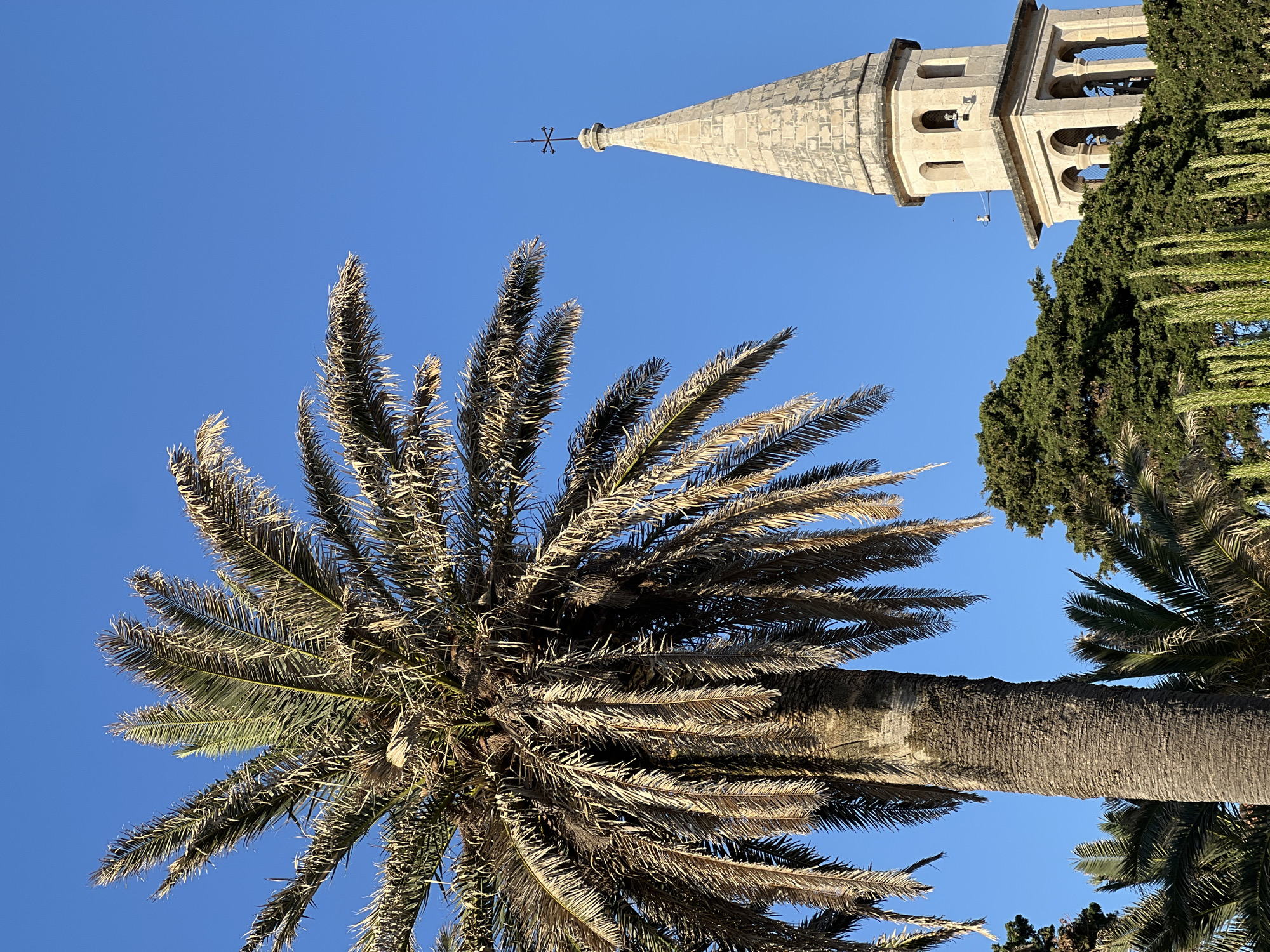 The image, taken from a low-angle perspective looking upwards, presents a clear blue sky as the backdrop for a large palm tree and a historic stone bell tower. In the immediate foreground and occupying much of the lower and central left sections, a mature palm tree extends its many fronds. Some of these fronds appear dry and brownish, while others show hints of green, all illuminated by bright sunlight. The thick, textured trunk of the palm tree is visible on the right side of the frame.
In the upper right portion, a stone bell tower or steeple stands tall against the sky. It is constructed from light-colored stone blocks, features several arched openings that likely house bells, and tapers upwards into a conical spire. A delicate, cross-like finial adorns the very top of the spire. Lush, dark green coniferous trees, possibly cypresses, are visible behind the palm tree and to the right of the bell tower, adding another layer of vegetation.
The brilliant, cloudless blue sky indicates a sunny day, likely morning or afternoon, with strong natural light creating defined contrasts and highlighting the textures of the palm fronds and the stonework of the tower. There is no discernible activity taking place, nor is any text visible. The scene captures a tranquil, warm environment characteristic of coastal regions, consistent with the location of Budva, Montenegro, where historical architecture and Mediterranean flora coexist.