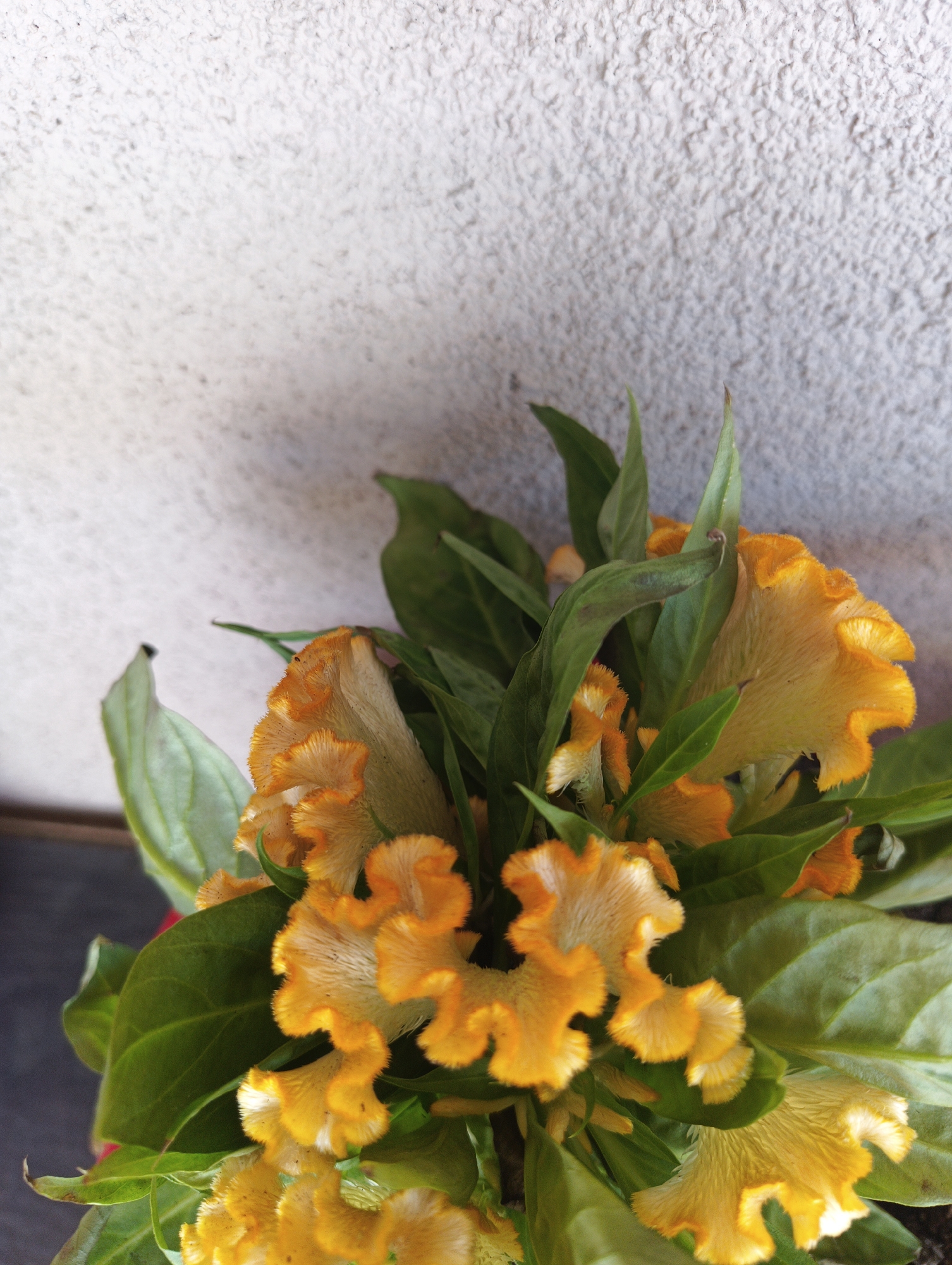A close-up, overhead shot shows a cluster of bright yellow, ruffled flowers, likely celosia, against a textured, light-colored wall in the city of Karnobat, Bulgaria. The flowers have a velvety appearance with fringed edges. Lush green leaves surround the blooms, some of which are partially obscured. The background wall is rough and uneven, suggesting an outdoor setting. The lighting indicates it is daytime, with soft shadows present. No people or animals are visible in the frame.