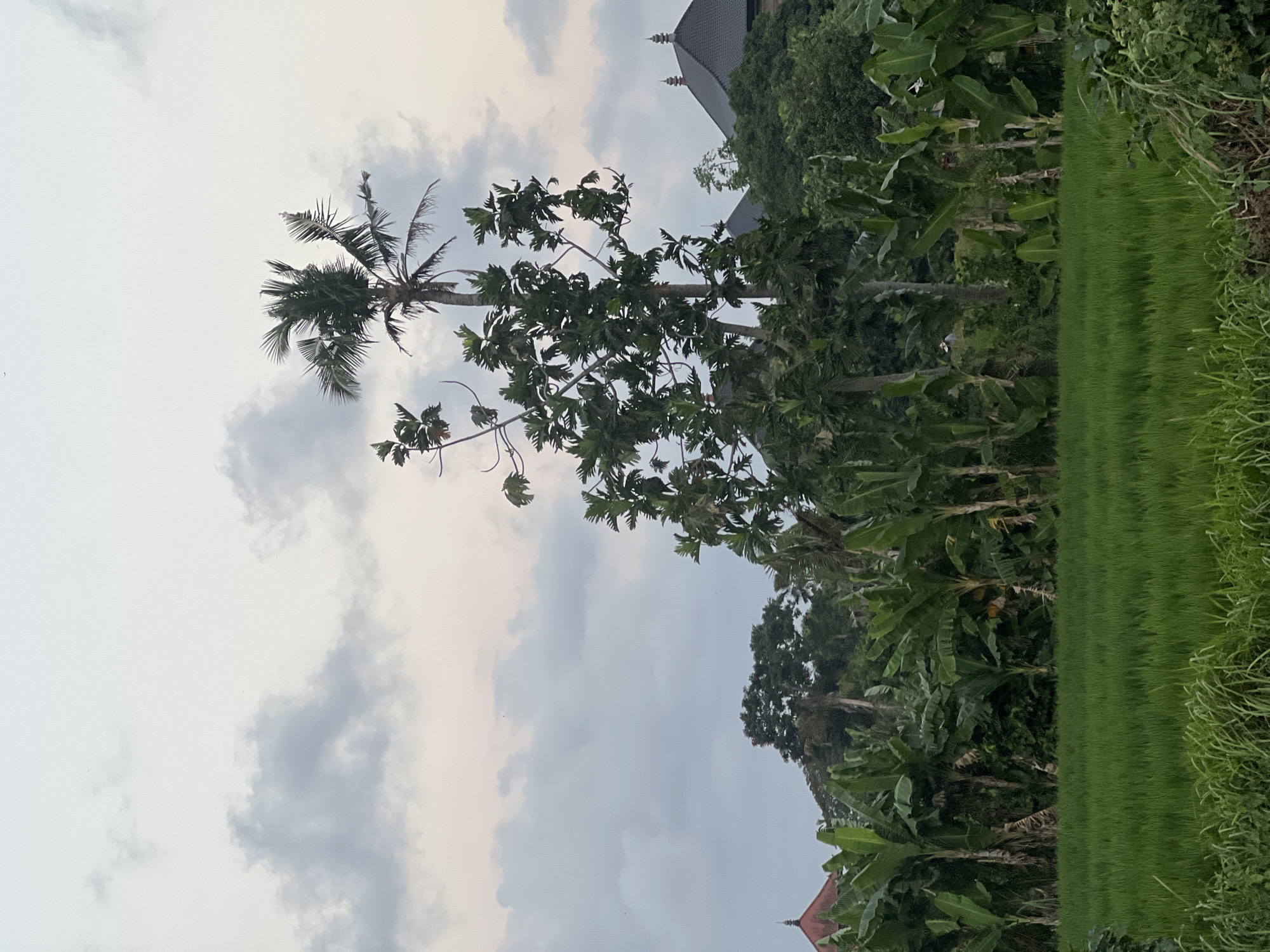 The image depicts a lush green rice paddy in the foreground, bordered by tall, thick banana trees. Behind the banana trees, a variety of other trees and foliage create a dense jungle-like environment. A towering palm tree stands prominently in the middle ground, with a large, leafy tree to its left. In the background, dark, tiled roofs of buildings, possibly temples or homes, are visible peeking through the trees, suggesting a rural or semi-urban setting. The sky above is overcast with soft, gray clouds against a pale, hazy sky. The overall scene conveys a tropical, natural landscape. The location is identified as Mengwi, Indonesia.