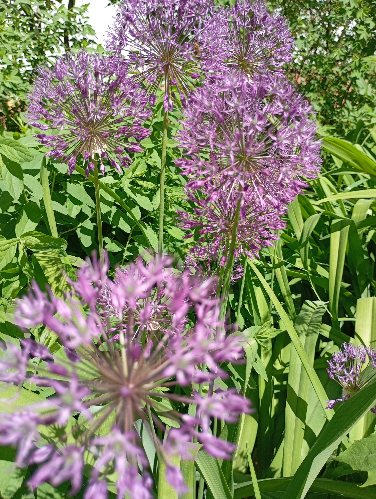 The image shows a cluster of purple allium flowers in a garden setting. The flowers are spherical in shape, with numerous small purple petals radiating outwards. They are supported by tall green stems. The background consists of various green plants, including broad leaves and grassy foliage. The lighting suggests it is daytime with sunlight illuminating the scene.