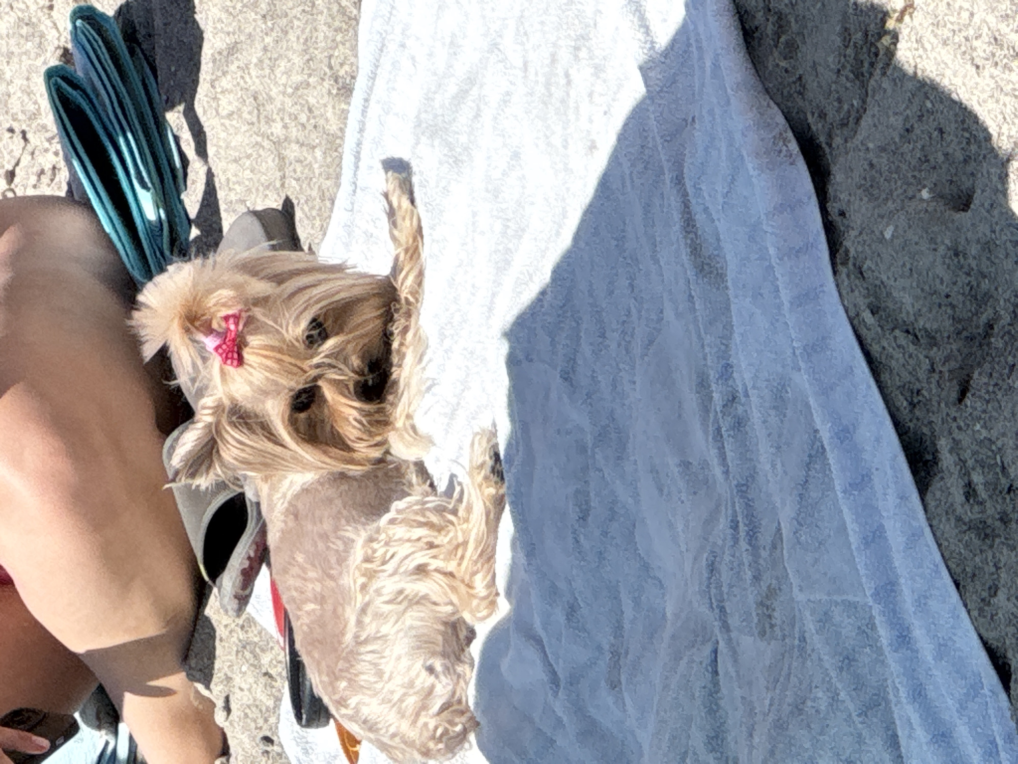 A small, light-brown Yorkshire Terrier with a pink bow on its head lies on a white towel spread on a sandy beach. The dog is facing the camera with its ears perked and its eyes looking directly at the viewer. Behind the dog, a person's legs, clad in a pink bikini bottom, are visible, along with a pair of dark flip-flops and a folded teal towel. The background consists of sand, with the ocean not visible. The scene appears to be a sunny day at the beach. The location is the city of Odesa, Ukraine.
