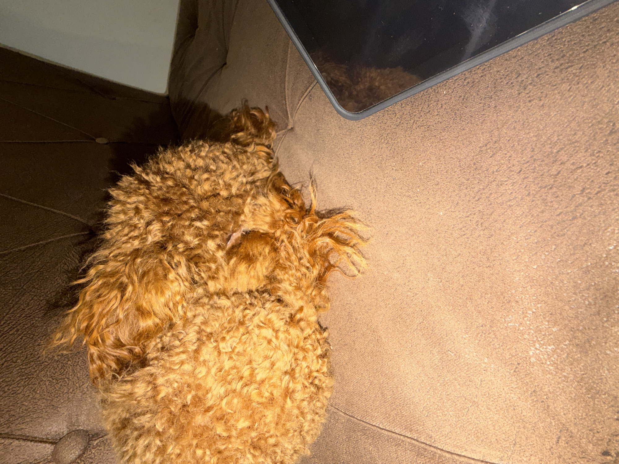 An auburn-colored, curly-coated canid, consistent with a Poodle-type breed, is positioned in a curled resting posture on a textured, brown upholstered seating surface. The animal's cranium is not visible, concealed by its body and fur. Adjacent to the canid, on the same surface, rests a dark-colored electronic tablet or similar portable device with a reflective, unilluminated screen. The background reveals a darker brown, tufted section of the seating furniture, with a lighter-toned wall partially visible beyond. The scene depicts an interior setting, likely a domestic residence, situated in Sofia, Bulgaria. No human presence or direct interaction is visible.