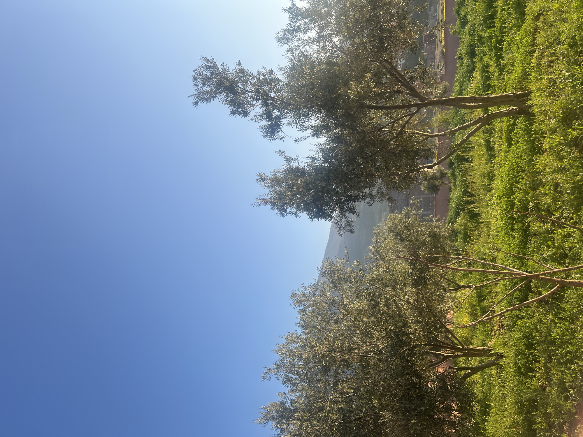 The image depicts a landscape in Ouaouizert, Morocco, featuring a clear blue sky taking up the majority of the frame. On the right side, there is a view of green vegetation and two trees with thin branches. In the distance, a brown hill or mountain is visible.