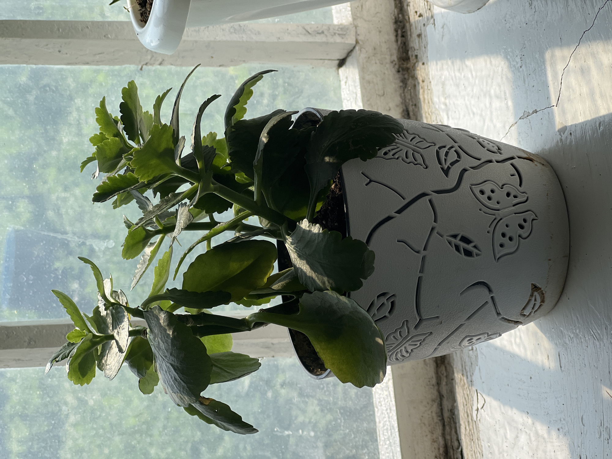 A potted Kalanchoe plant, with large, dark green, scalloped leaves, sits on a white, weathered windowsill. The pot is white with an intricate cutout design of leaves and butterflies. The plant is in focus, while the background is blurred, showing a window with a view of green trees outside. The lighting suggests it is daytime, with sunlight casting shadows on the windowsill. The scene is indoors, likely in a home, in the city of Kayıŋdı, Kyrgyzstan.