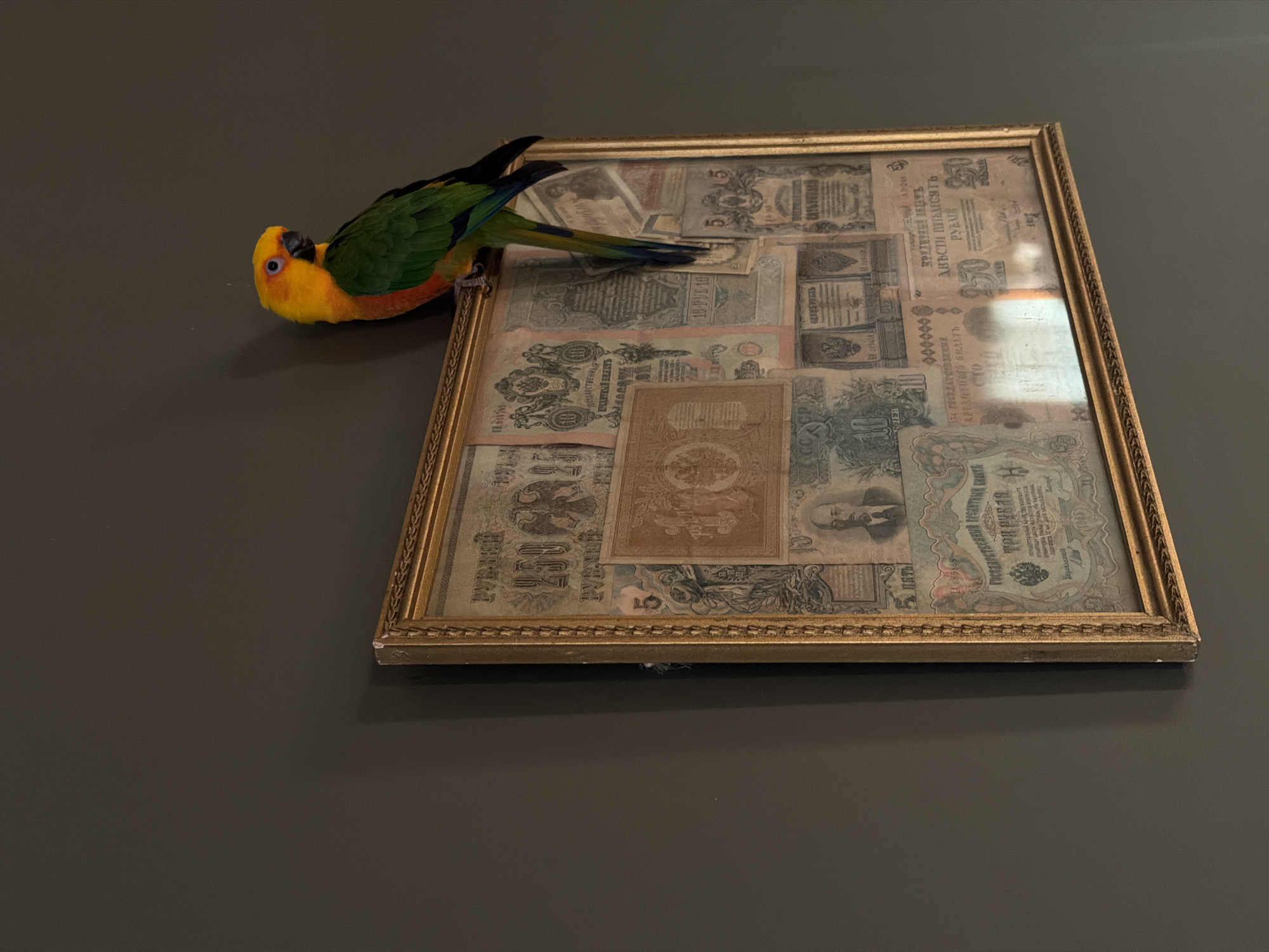 A vibrant parrot is perched on the upper left corner of a framed picture, displayed against a plain, dark gray-brown wall. The parrot, likely a Sun Conure, has a bright yellow head, green wings, and touches of orange and red on its belly. Its head is turned towards the left, looking away from the frame, while its body rests on the frame's edge. Its tail, exhibiting shades of blue and green, extends over the glass covering the artwork.
The framed object is a rectangular picture with an ornate golden frame, featuring a textured or carved pattern along its border. Inside the frame, under glass, is a collage of various vintage banknotes. These banknotes are aged, displaying tones of cream, gray, and light brown, and some show visible signs of wear.
Notable details on the banknotes include text such as "РУБЛЕЙ", "ГОСУДАРСТВЕННА", "КРЕДИТНЫЙ", "Авѣсти пятьдесять РУБЛЯ", and numbers like "250", "50", and "10". One banknote features a portrait of a man, and another prominently displays a two-headed eagle. The presence of "РУБЛЕЙ" and the historical style of the banknotes suggest they are Russian, consistent with the location context of Khimki, Russia. Reflections are visible on the protective glass of the framed artwork. The overall scene appears calm, with soft lighting.