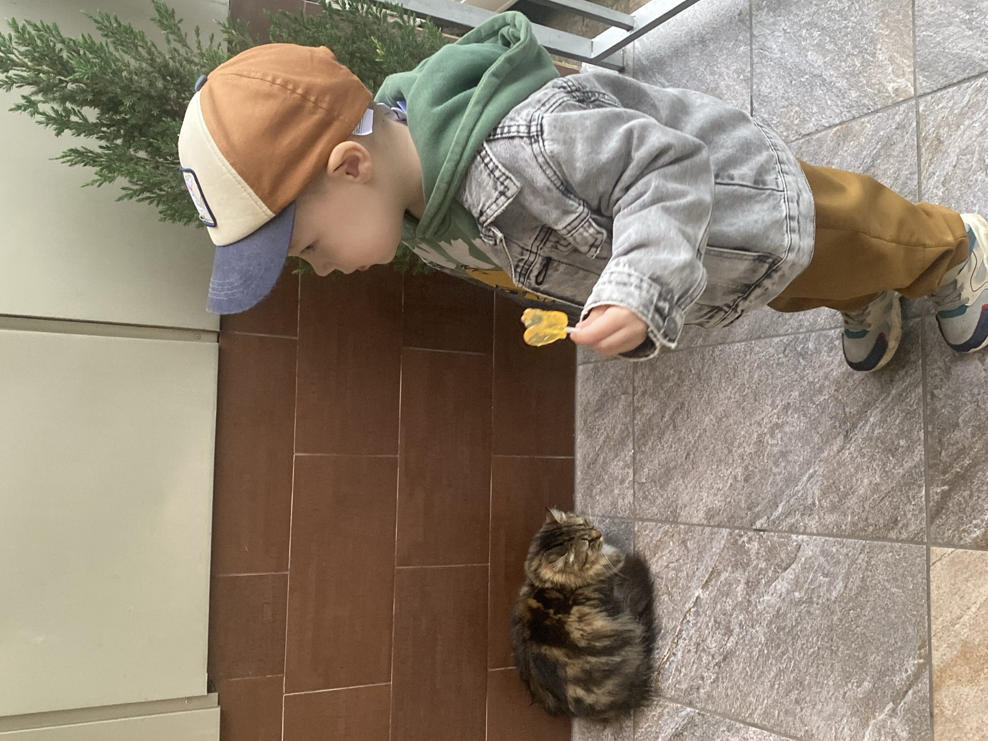 A toddler with a lollipop looks at a cat, indoors. The toddler is wearing a baseball cap, a green hooded sweatshirt, a gray denim jacket, brown pants, and sneakers. The cat is a fluffy, brown tabby. The toddler and cat are on a tiled floor, with brown tiles on the left and gray tiles on the right. A white wall is on the left. There are green plants visible behind the toddler. The location is Sochi, Russia.