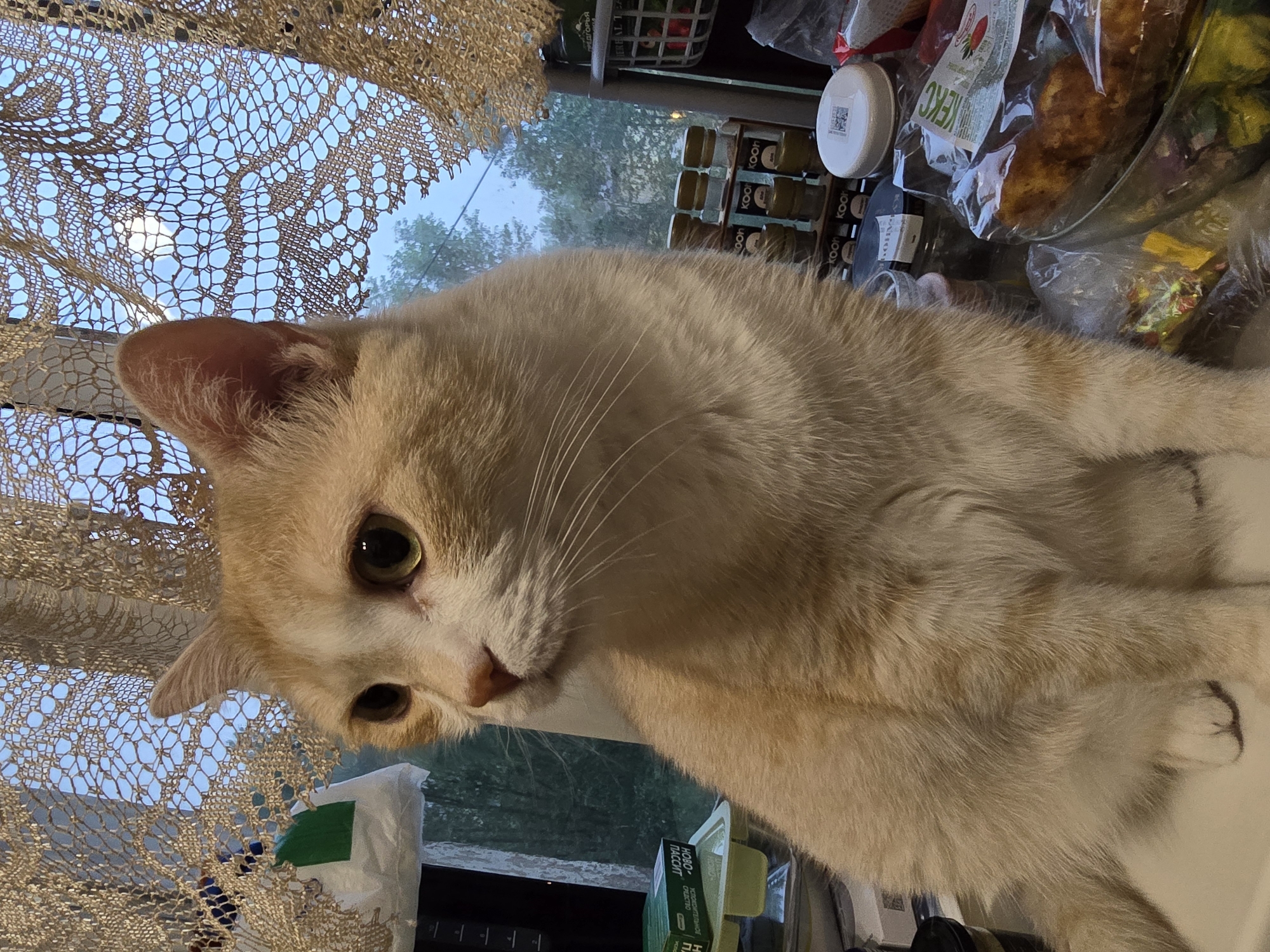 This is a slightly tilted, close-up, outdoor shot of a ginger and white cat. The cat's head is to the left of the frame, facing towards the viewer. Its eyes are wide and a bright yellow-green. The cat appears to be indoors, looking out a window. Through the window, trees and a bright sky are visible, suggesting it's daytime. The sky is a light blue, and there are some white clouds. A lace curtain with a floral pattern is draped over the left side of the window frame. Behind the cat, on a shelf or counter, are various items, including jars of spices with Cyrillic labels, plastic-wrapped food items, and a white plastic lid with a QR code. One label reads "KEKC". To the bottom right, a green box with Cyrillic text is visible, which includes the word "ТАЙСКИЙ" (TAISKIY - Thai). The overall scene suggests a domestic setting, possibly a kitchen or dining area.