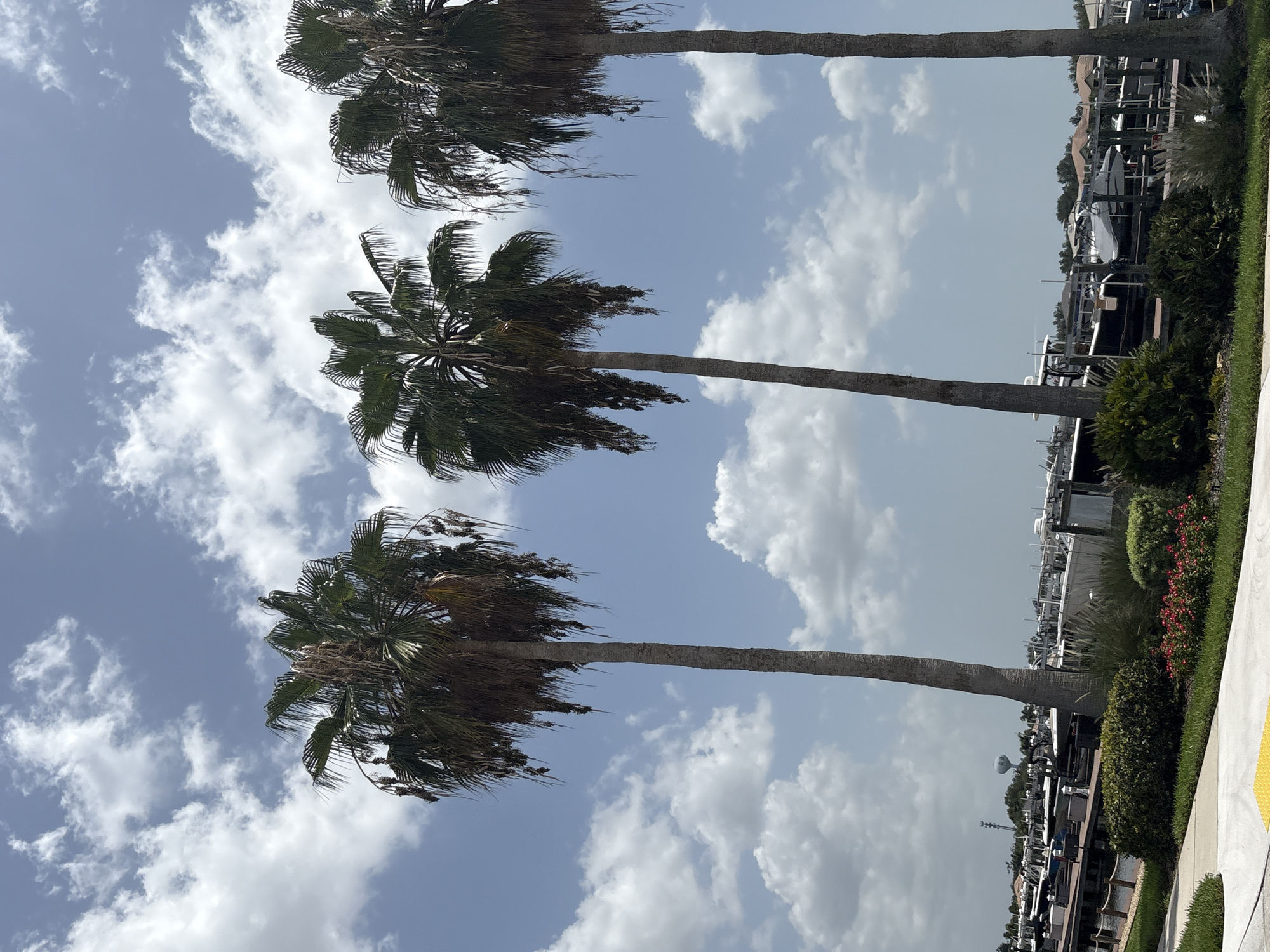 The image depicts a waterfront scene with three tall palm trees in the foreground. The palm trees have brown, fibrous trunks and dense green fronds at the top, with some dead fronds hanging down. The sky above is a bright blue with scattered white, fluffy clouds. In the background, a marina is visible, filled with numerous boats docked side-by-side. The boats are of various sizes and designs, many covered with tarps. Beyond the marina, a line of buildings with reddish-brown roofs can be seen. A water tower with a circular emblem is visible in the distance, to the left of the frame, against the sky. The foreground includes manicured green shrubs and a pathway with a yellow tactile paving strip. The overall impression is a sunny day at a coastal or marina location, likely in a warm climate.