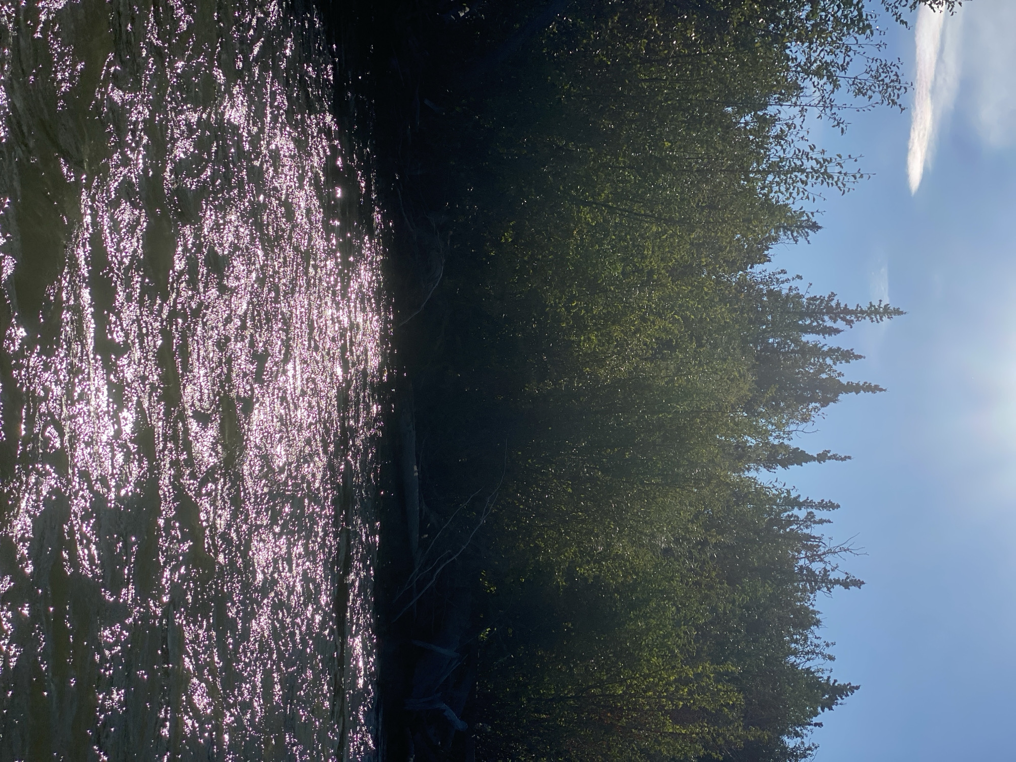 A sunlit view of a forest with a body of water in the foreground is captured in Haines Junction, Canada. The sky is a clear blue with a bright sun shining through, casting a lens flare at the top of the image. A thin, white cloud is visible in the upper left portion of the sky. A dense line of dark green trees forms the backdrop of the scene, with some taller evergreen trees interspersed among them. The water in the foreground reflects the sunlight, creating a shimmering, sparkling effect with streaks of pink and white light. The bank of the water is dark and appears to be lined with debris such as logs and branches. The overall impression is one of a natural, serene landscape.