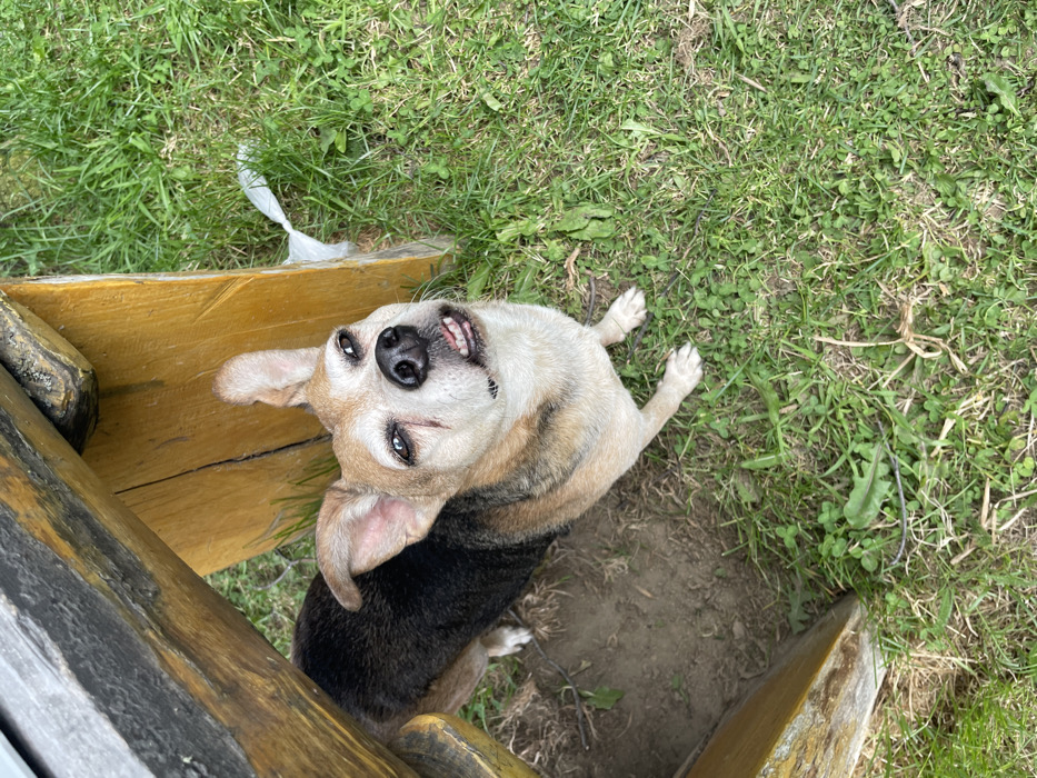 A small, tan and black dog lies on its back in a grassy area beside a wooden structure. The dog looks up at the camera with its paws extended. It has light tan fur on its head and chest, transitioning to black on its back. The surrounding grass is green, with a patch of dirt. The wooden structure appears to be part of a bench or fence. A piece of white trash lies near the structure and grass area.
