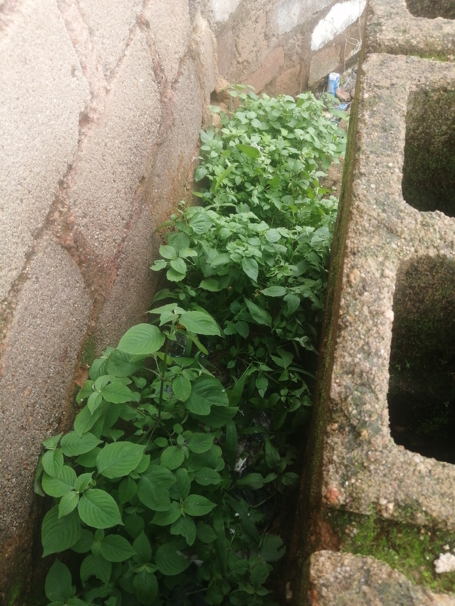A narrow passage between two textured, concrete walls is filled with lush green vegetation. The wall on the left is a light tan color with visible cracks and a rough, pebbled surface. The wall on the right is composed of large, rough concrete blocks, one of which is in the foreground and has a hollow opening. The ground is covered by a dense growth of plants with broad, green leaves. In the background, a blue plastic bottle and some other debris are visible amidst the foliage. The scene appears to be an outdoor, possibly neglected, area within a city.