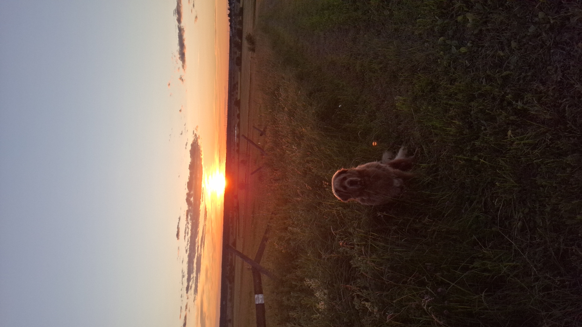 This image depicts a serene sunset over a rural landscape in Innolovo, Russia. The foreground is dominated by tall, green grass and wildflowers, with a shaggy, brown dog seated in the lower right quadrant. The dog is facing forward, looking directly at the camera. Behind the dog, a rustic wooden fence extends diagonally across the frame, with posts partially visible. The middle ground features a vast, open field with scattered trees and structures visible in the distance. The sky is painted with vibrant hues of orange, pink, and pale blue, characteristic of a sunset. Wispy clouds are scattered across the horizon, catching the warm glow of the setting sun. The overall atmosphere is peaceful and tranquil, evoking a sense of calm and natural beauty.