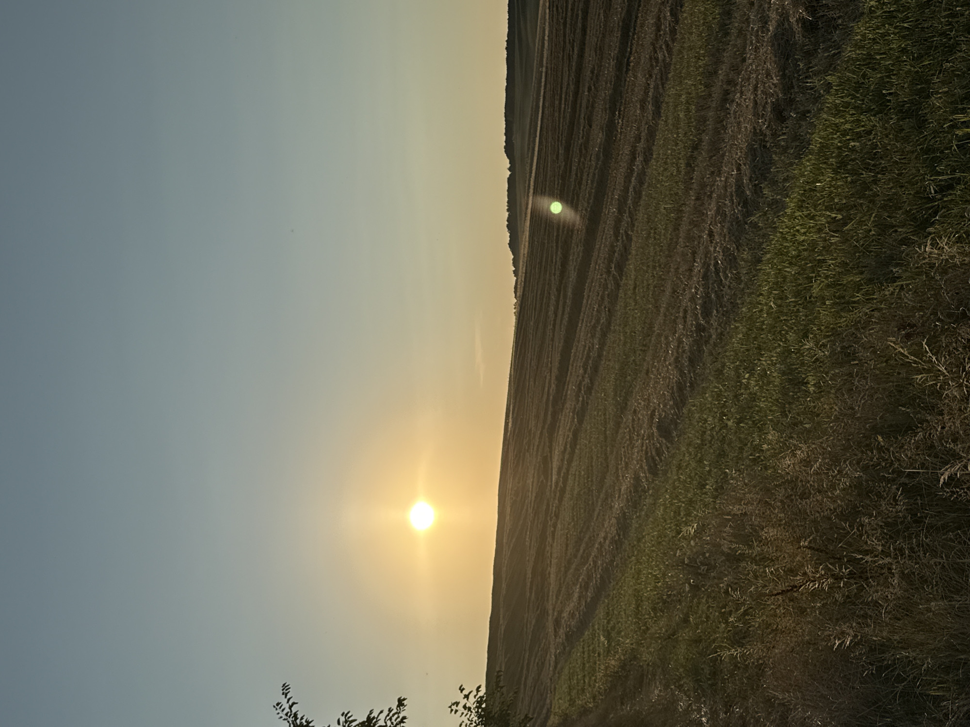 An outdoor, vertical, eye-level, full shot captures a tranquil sunset over a rolling, harvested field. The sun, a bright, luminous orb, sits low on the left horizon, casting a golden glow across the vast, clear sky, which transitions from a pale yellow near the horizon to a soft blue overhead. The field below is a textured tapestry of green grass and dry, mown stalks, arranged in parallel rows that curve and undulate with the landscape. A faint lens flare, appearing as a green-tinged circle, is visible in the middle-right of the frame. In the far distance, a line of dark trees marks the edge of the horizon. The foreground on the left features a sparse branch of a tree, its dark leaves silhouetted against the bright sky. The scene evokes a sense of peace and the end of a day in a rural setting.