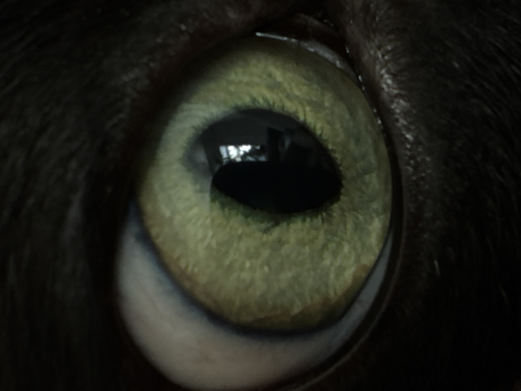 This is an extreme close-up macro photograph of a cat's eye. The pupil is a dark, vertical slit. The iris is a vibrant green with subtle yellow and brown flecks, exhibiting a textured, fibrous appearance. The surrounding fur is dark and appears soft, creating a stark contrast with the bright eye. There are no discernible human subjects or urban elements present in the image, thus it cannot be localized to Chaikovsky, Russia or any other specific city.