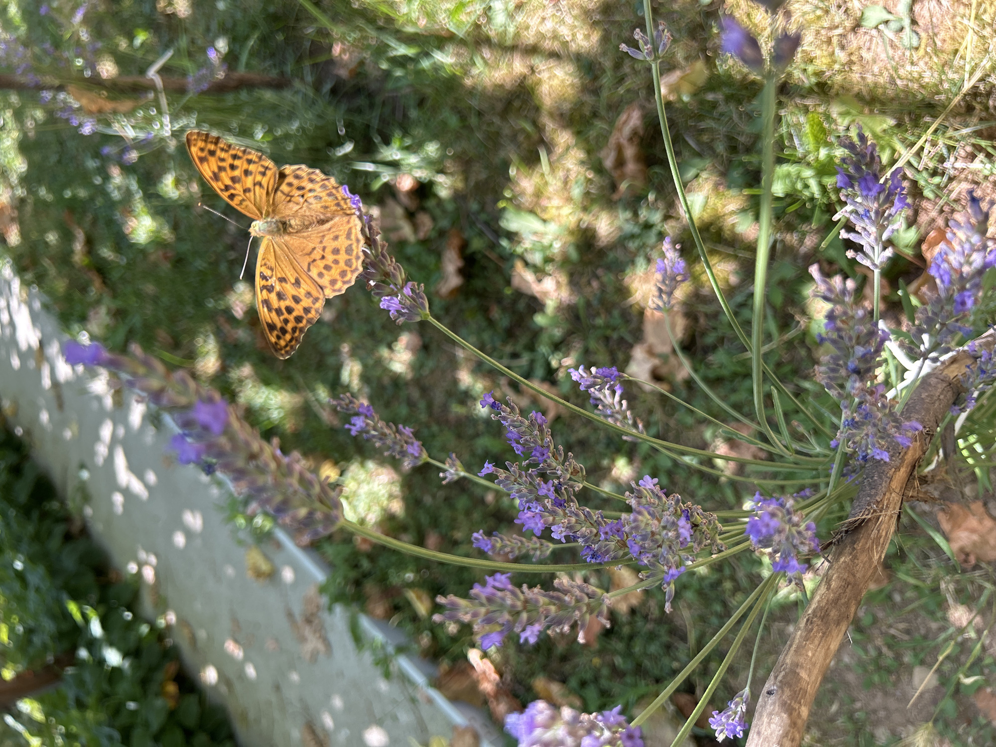 A high-angle medium shot shows an orange butterfly with black spots on its wings perched on a lavender sprig. The butterfly is in focus and facing left. The lavender sprig is in the foreground, with other lavender sprigs and green foliage in the background. The background is out of focus and shows a concrete path, leaves, and dappled sunlight. The scene is outdoors.