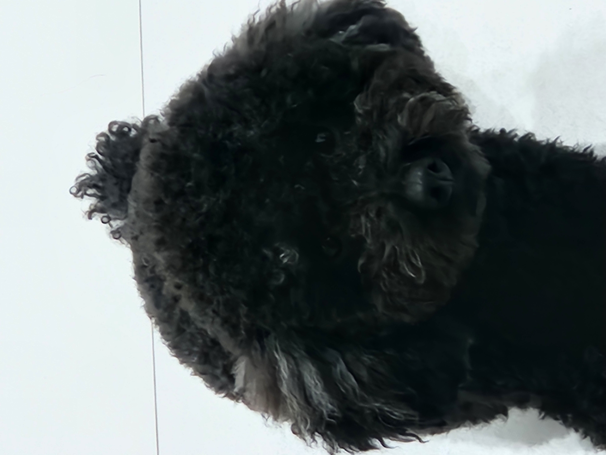 The image shows a close-up, vertical shot of a black toy poodle. The dog is looking downwards, with its face slightly obscured by its curly fur. The background is plain white, suggesting an indoor setting or a bright outdoor environment. The poodle has a fluffy topknot of fur. There is a subtle horizontal line in the upper portion of the image, possibly a shadow or a reflection. The image does not contain any information that would allow for the identification of a specific location within the city of Đà Nẵng, Vietnam.