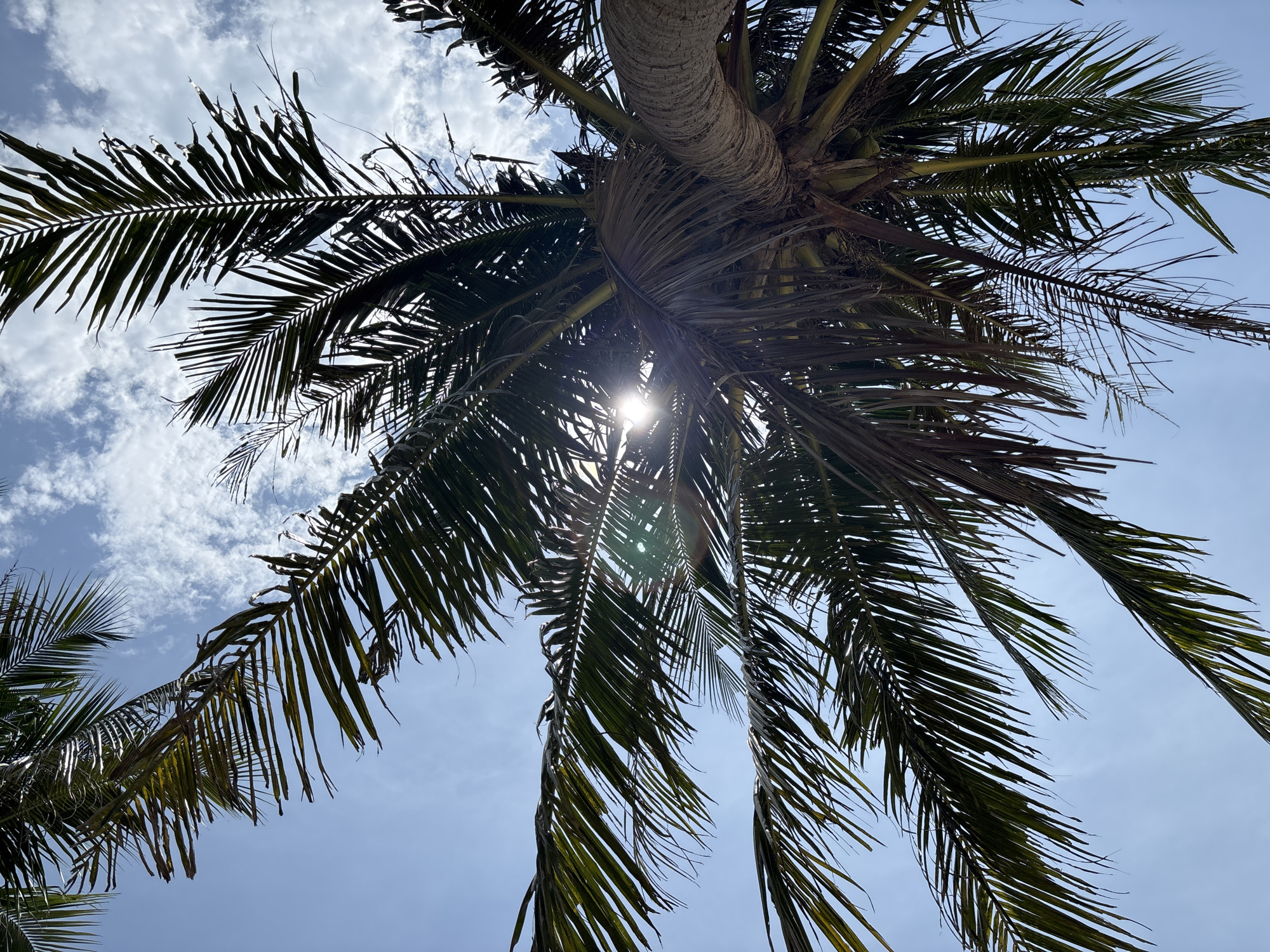 The image shows a view looking up into the fronds of a palm tree, presumably in the city of Đà Nẵng, Vietnam. The sun shines brightly through the foliage, creating a starburst effect. Some clouds are visible behind the leaves. The trunk of the palm tree is visible in the center of the frame.