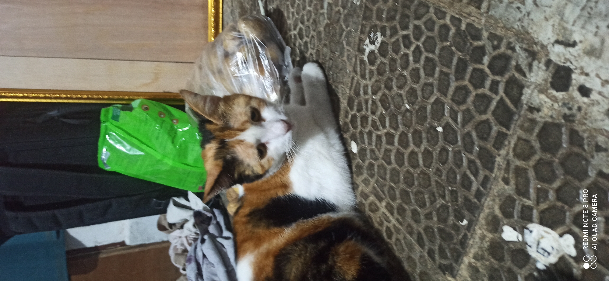 A calico cat lies on a patterned floor in Sedati Agung, Indonesia. The cat has white, orange, and black fur. To the left of the cat, there are several folded garments. Behind the cat, a bright green plastic bag and a clear plastic bag filled with round objects are visible. A gold-framed object, possibly a mirror or picture frame, is partially visible to the right. The floor is made of dark, interlocking hexagonal tiles. A black backpack is positioned in the background to the left of the green bag. The image also contains text at the bottom left corner, indicating "REDMI NOTE 8 PRO" and "AI QUAD CAMERA".