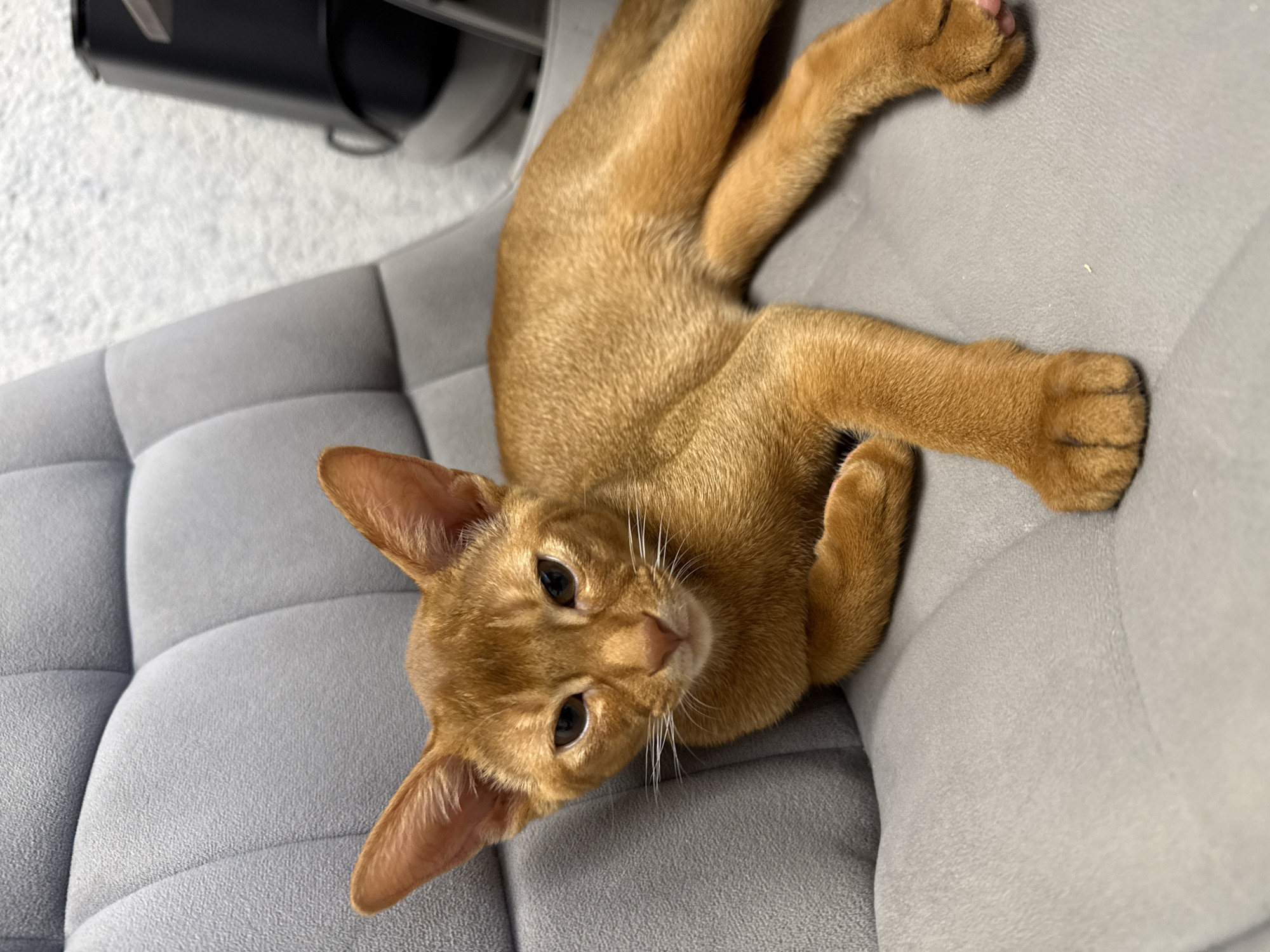 A ginger cat with large ears is lying on a grey quilted chair. The cat is facing the camera with its head slightly tilted. Its fur is a rich ginger color, and its eyes are dark and alert. The chair appears to be upholstered in a soft, textured fabric. In the background, a white textured wall and a black object, possibly a piece of electronic equipment, are visible. The image was taken in Stary Oskol, Russia.
