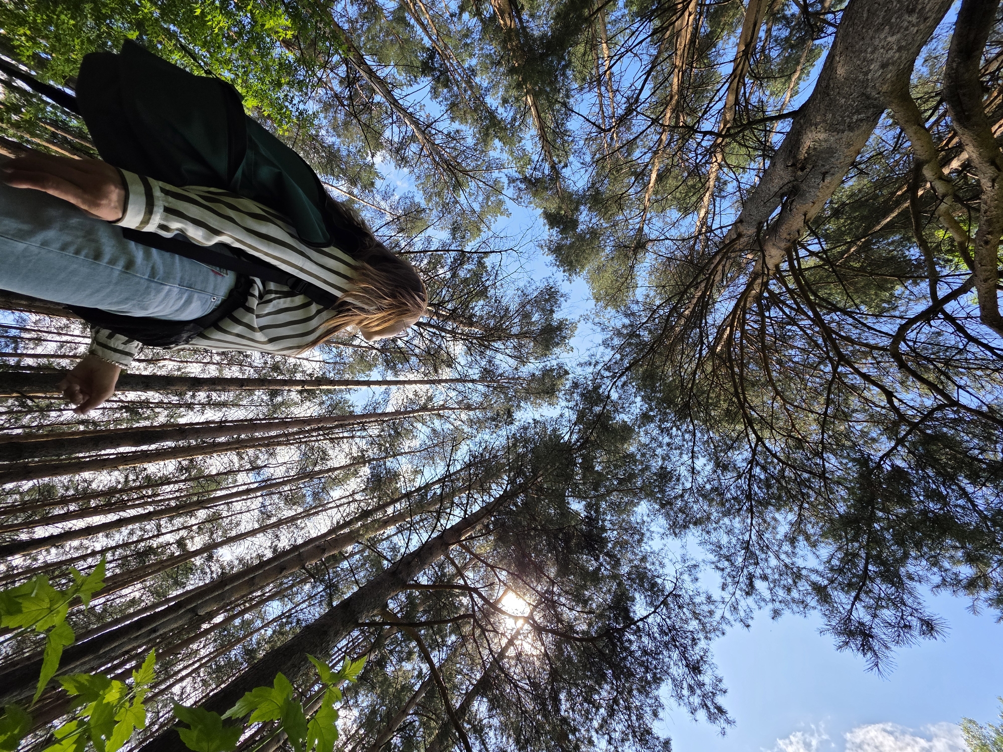 A low-angle, worm's-eye view captures the canopy of a forest, presumably in Chaikovsky, Russia, against a bright blue sky with sparse white clouds. Tall, slender coniferous trees dominate the scene, their trunks rising vertically, with needle-like foliage concentrated towards the top. A radiant sunburst is visible on the left side of the frame, partially obscured by branches.
Suspended upside down in the upper center of the image is a person, appearing to be female, with long, light-brown hair cascading downwards. She is clad in light blue jeans, a white and dark-striped long-sleeved shirt, and a dark green or black backpack slung over her shoulder. Her arms are raised above her head, hands clasped, indicating she is holding onto an unseen object or branch, supporting her inverted position. Green deciduous leaves are visible along the far left edge of the frame, contrasting with the predominantly coniferous environment.