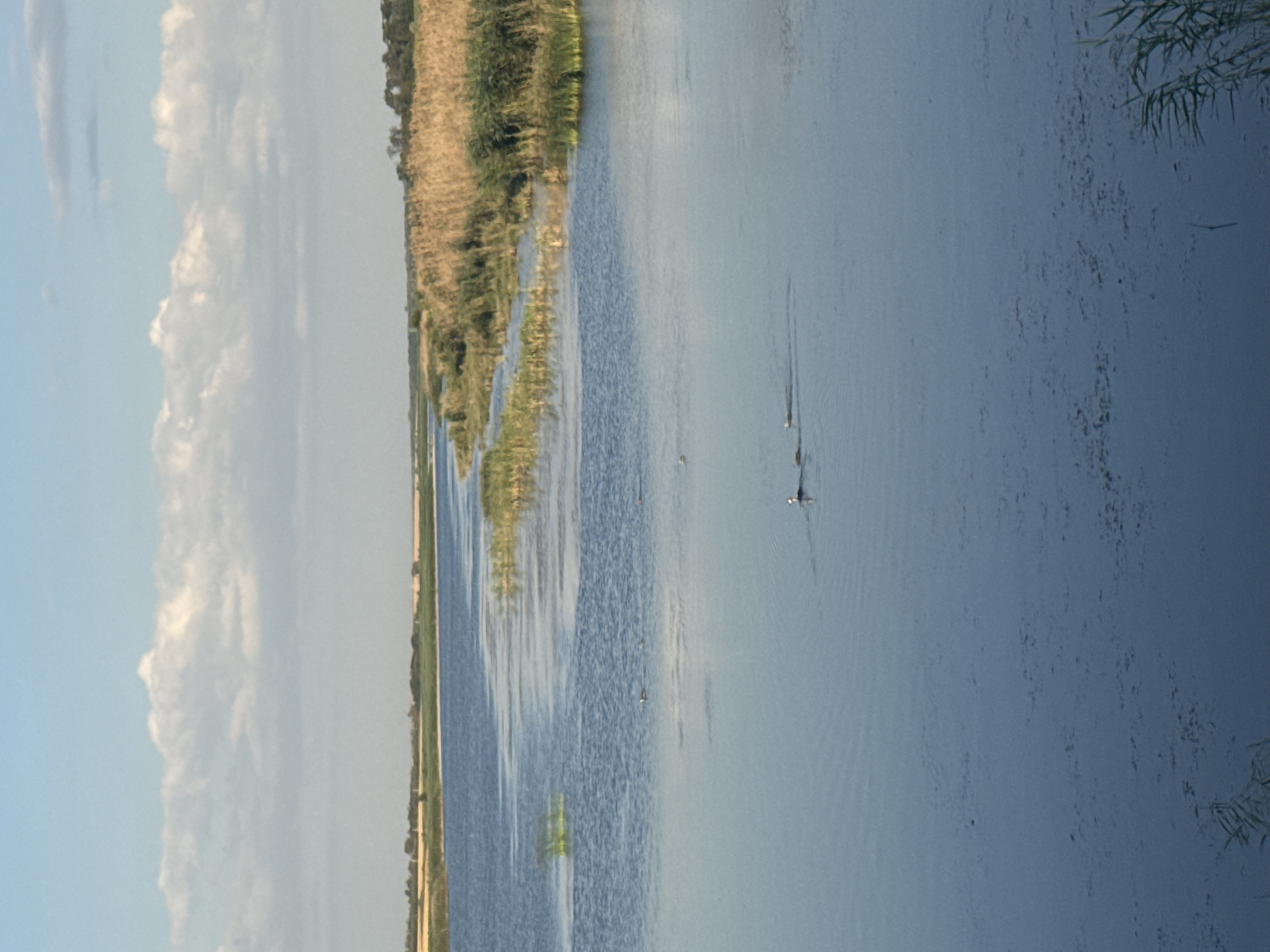 The image depicts a wide, calm body of water, possibly a river or lake, under a bright, partly cloudy sky. The water reflects the sky and the surrounding landscape, creating a serene atmosphere. On the left bank of the water, there is a lush green bank with reeds and tall grasses. Further in the distance, the landscape appears to be agricultural fields, stretching towards a tree line. On the right side of the water, a dense patch of tall, golden-brown reeds dominates the bank, suggesting a marshy or wetland area. The water itself is inhabited by several birds. In the middle of the frame, a few birds are scattered across the water, appearing to be swimming or floating. Closer to the bottom right, a bird with white plumage and a dark head is swimming. The overall impression is a natural landscape with water, vegetation, and wildlife, possibly taken during daytime with good lighting conditions. The location in Leninka, Russia, suggests a rural or natural setting within or near the city.