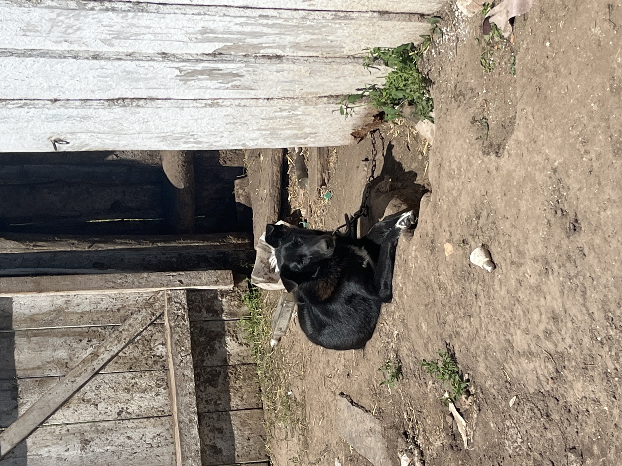 A black dog is chained to a post in a dirt yard in front of a wooden structure. The dog is lying down and looking towards the camera. The yard is littered with debris, including a broken light bulb and a plastic bottle. The wooden structure appears to be a shed or barn, with weathered planks and a rough-hewn door. The scene is illuminated by bright sunlight, casting harsh shadows. The location is identified as Laprakasy, Russia.