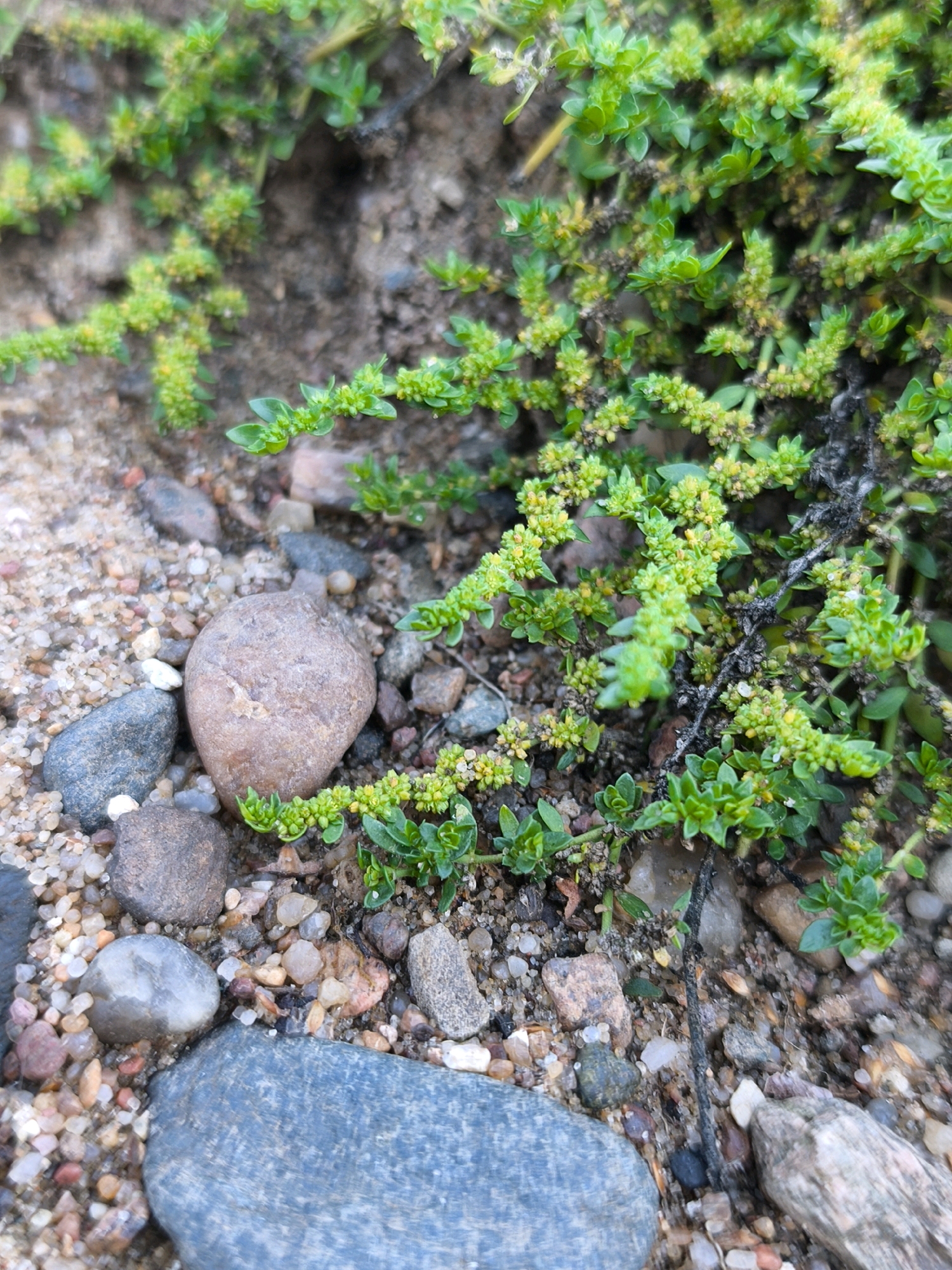 This is a close-up, eye-level shot of low-growing green vegetation with small yellow-green flower clusters, growing amongst gravel and soil. The plants have small, succulent-like leaves arranged densely along their stems. Several small to medium-sized stones are scattered around the base of the plants. The largest stone in the foreground is a smooth, blue-grey rock. The overall environment appears natural, with a mix of earthy tones and vibrant green foliage. No people are visible. The image does not provide specific details to place it within the city of Mahilyow, Belarus, beyond it being an outdoor scene with common natural elements.