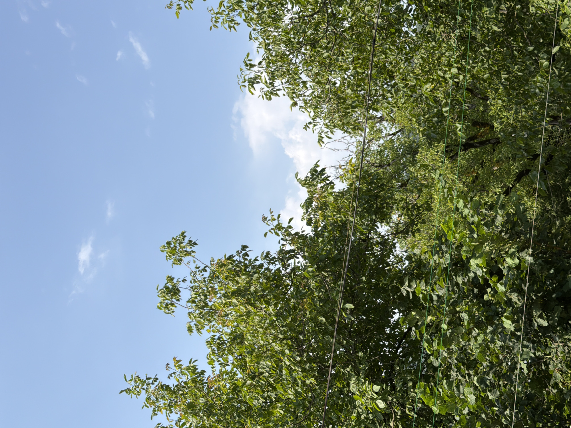 The image captures a view of lush green trees against a bright blue sky with sparse white clouds. Several power lines are visible running horizontally across the frame, interspersed between the foliage. The scene appears to be an outdoor environment, likely in Kachaeti, Georgia, given the dense vegetation and the clear sky. There are no people or specific landmarks visible in the image, focusing solely on the natural elements and utility infrastructure. The lighting suggests a daytime setting with ample sunlight.