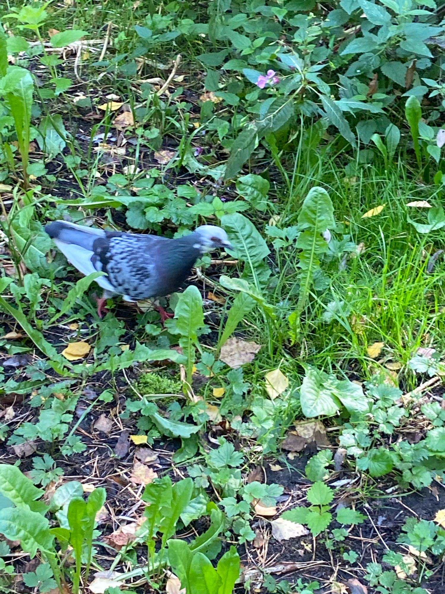 A pigeon is standing on the ground amidst green foliage and fallen leaves in Balashikha, Russia. The pigeon, with gray and blue feathers and red legs, is facing right and appears to be foraging. The environment is a naturalistic outdoor setting with various types of plants and some moss visible on the ground. The lighting suggests it is daytime, and the scene is captured from a slightly elevated angle. There are no people or man-made structures visible in the image.