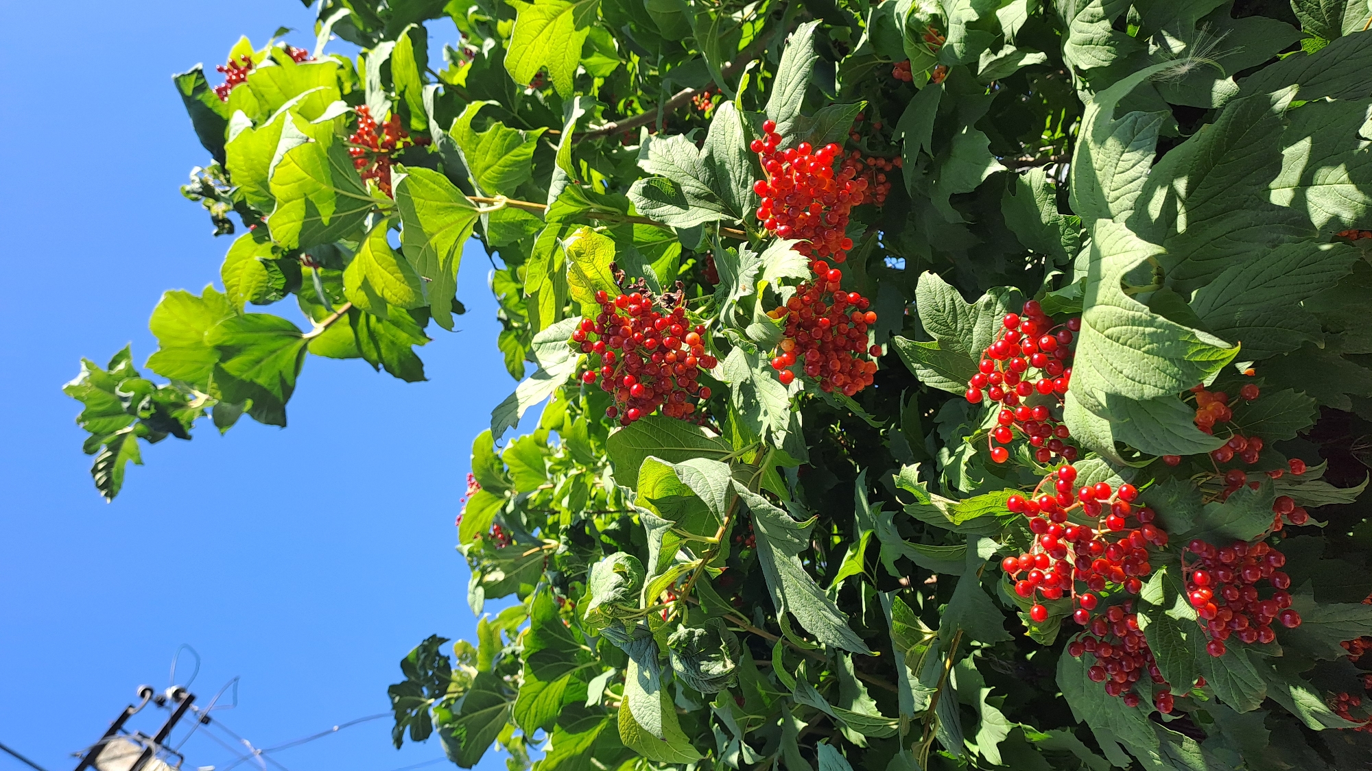 A medium shot captures a cluster of ripe, red berries hanging from a green-leafed bush against a clear blue sky. The berries are small, round, and appear in dense bunches. The leaves are broad and textured, with visible veins. Sunlight casts shadows on the foliage, indicating a bright day. In the upper left corner, a portion of a utility pole with wires is visible, suggesting an urban or suburban setting. The image is taken from a low angle, looking upwards at the bush and the sky. No people or animals are present.