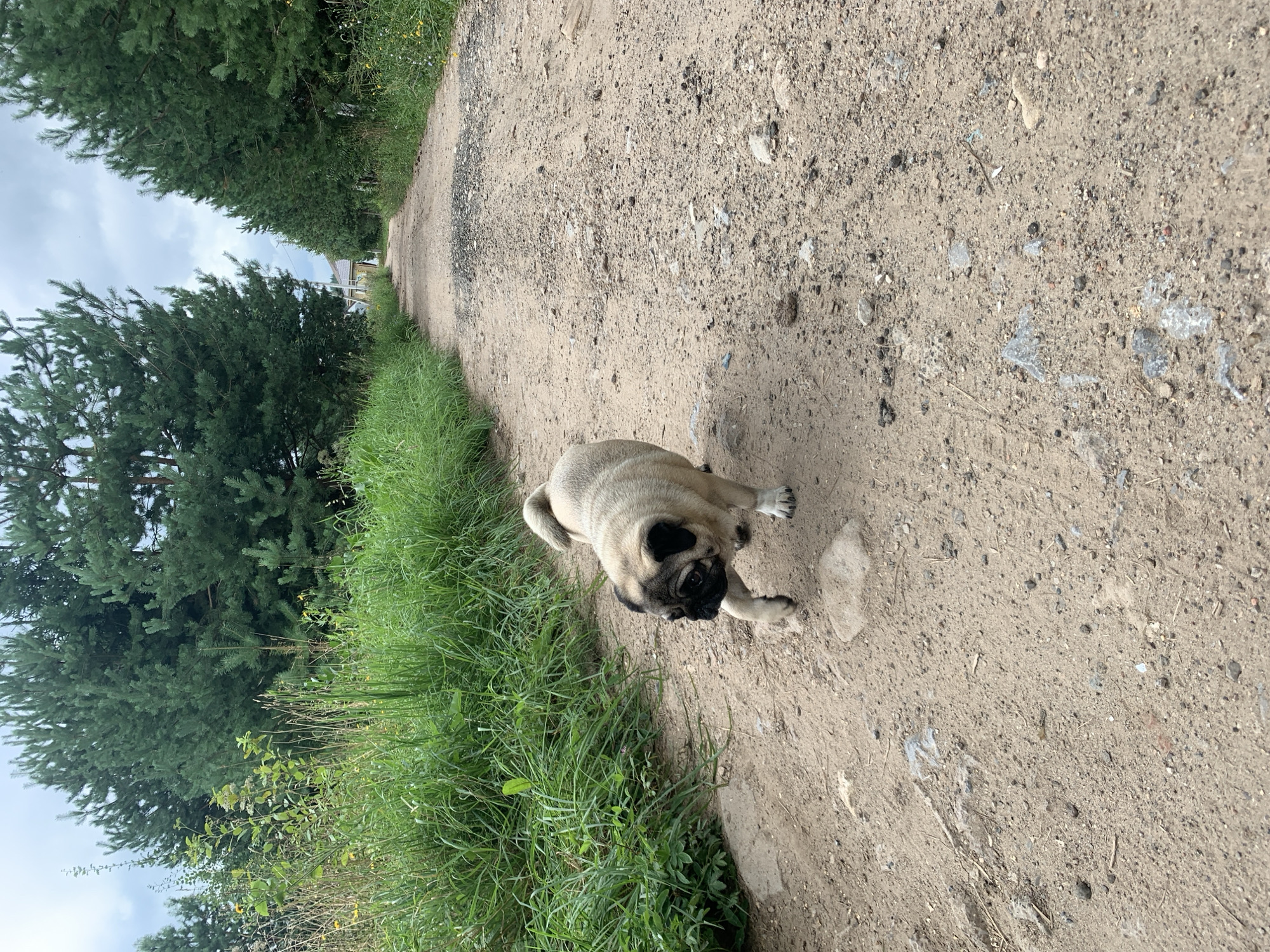 A pug dog walks on a dirt road bordered by tall green grass and pine trees under a cloudy sky. The road is made of gravel and dirt, with some scattered rocks. In the distance, a building can be seen at the end of the road. The scene appears to be in a rural area, possibly on the outskirts of the city of Sergeevo, Russia.