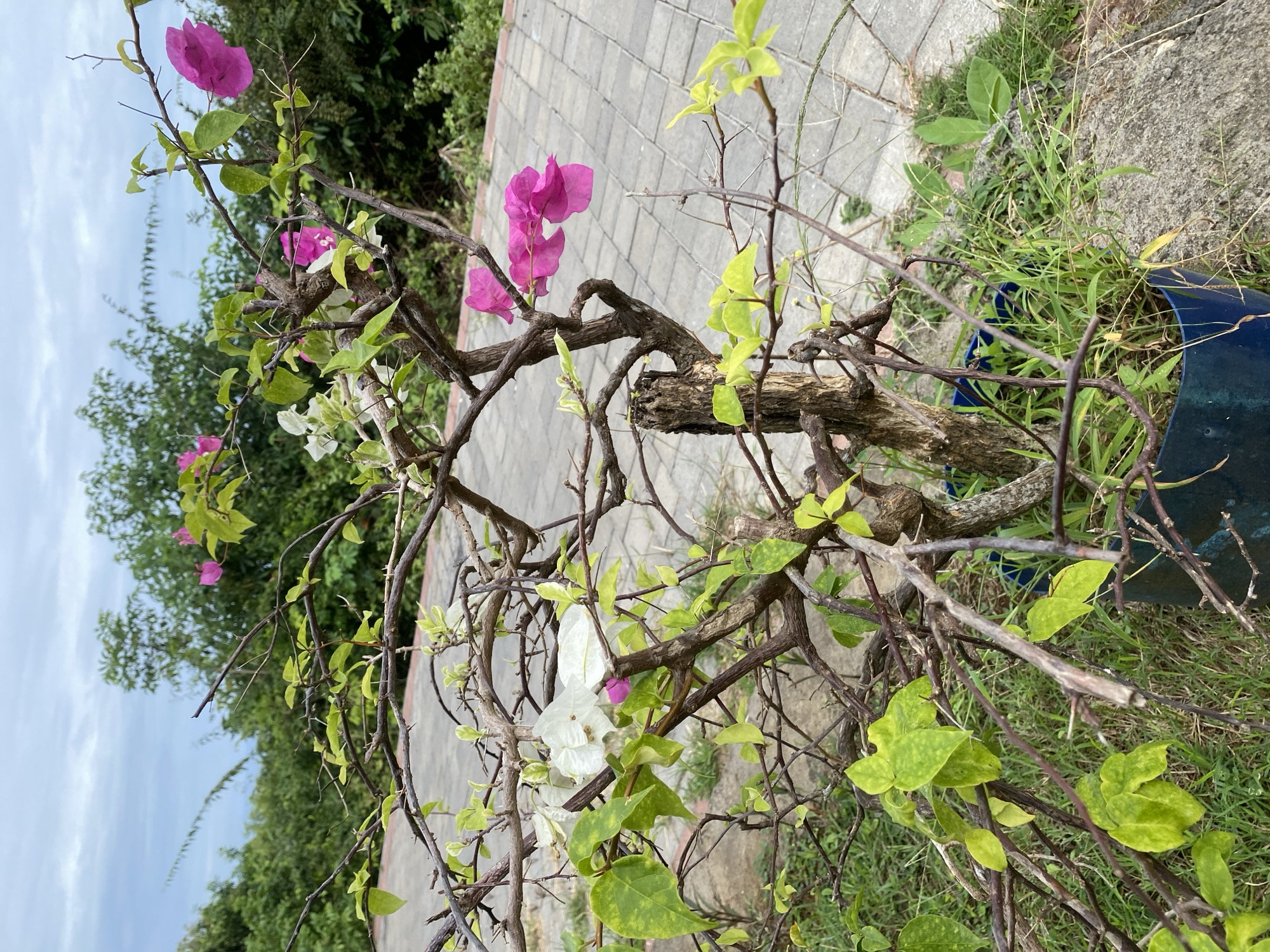 In Kuta Selatan, Indonesia, a bougainvillea plant in a blue pot is the central subject of this image, positioned on a paved walkway. The plant, characterized by its gnarled brown branches, exhibits a mix of green leaves and vibrant pink and white flowers. Some leaves display a yellowish hue, suggesting potential nutrient deficiencies or early stages of senescence. The background reveals lush green foliage and trees under a cloudy sky. The paved walkway, constructed with interlocking grey pavers, leads away from the viewer. The scene appears to be outdoors, possibly in a garden or public space. There are no people or animals visible.