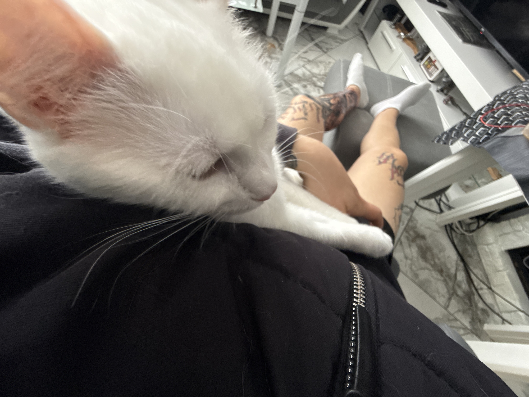A white cat rests on a person's lap, who is seated on a gray couch, wearing white socks. The person has visible tattoos on their legs. The person is wearing a black garment with a zipper. The setting appears to be indoors, possibly a home, with visible cables and furniture in the background. The location is unknown and is not in Burgas, Bulgaria.