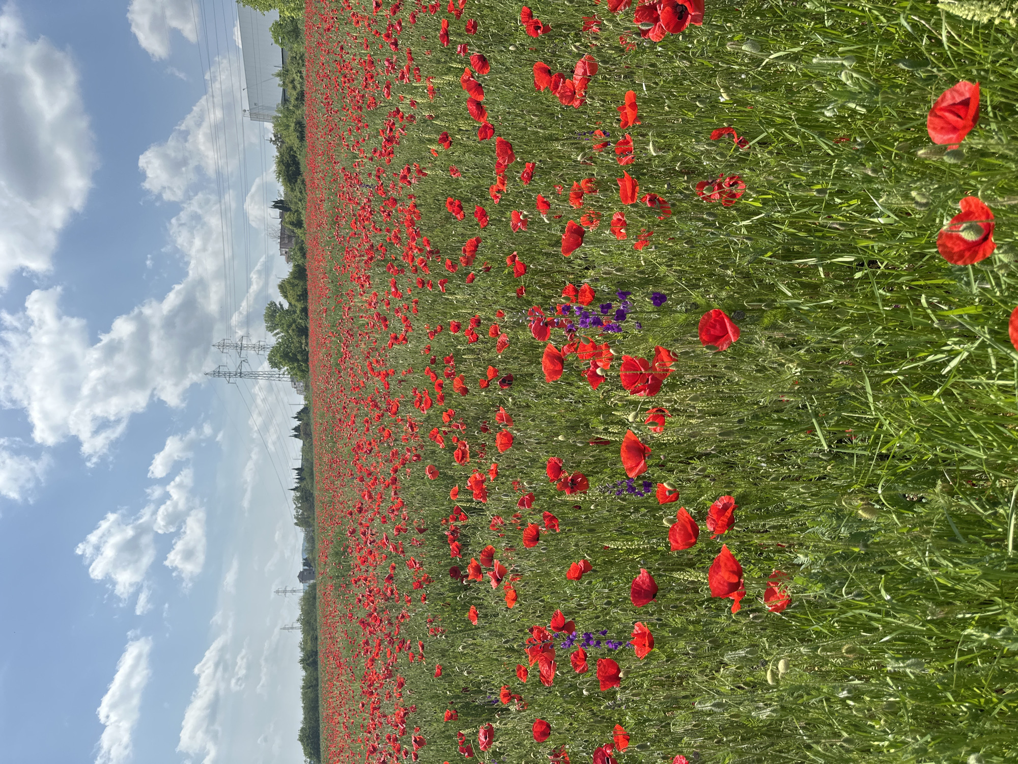 The image shows a vast field of red poppies and some purple wildflowers, likely located in Stara Zagora, Bulgaria, based on the landscape. The poppies are densely packed and stretch toward the horizon. Interspersed among the poppies are green blades of grass. In the background, there are electrical power lines and some trees. The sky is blue with scattered white clouds. The image appears to have been taken during the day, with natural lighting present.