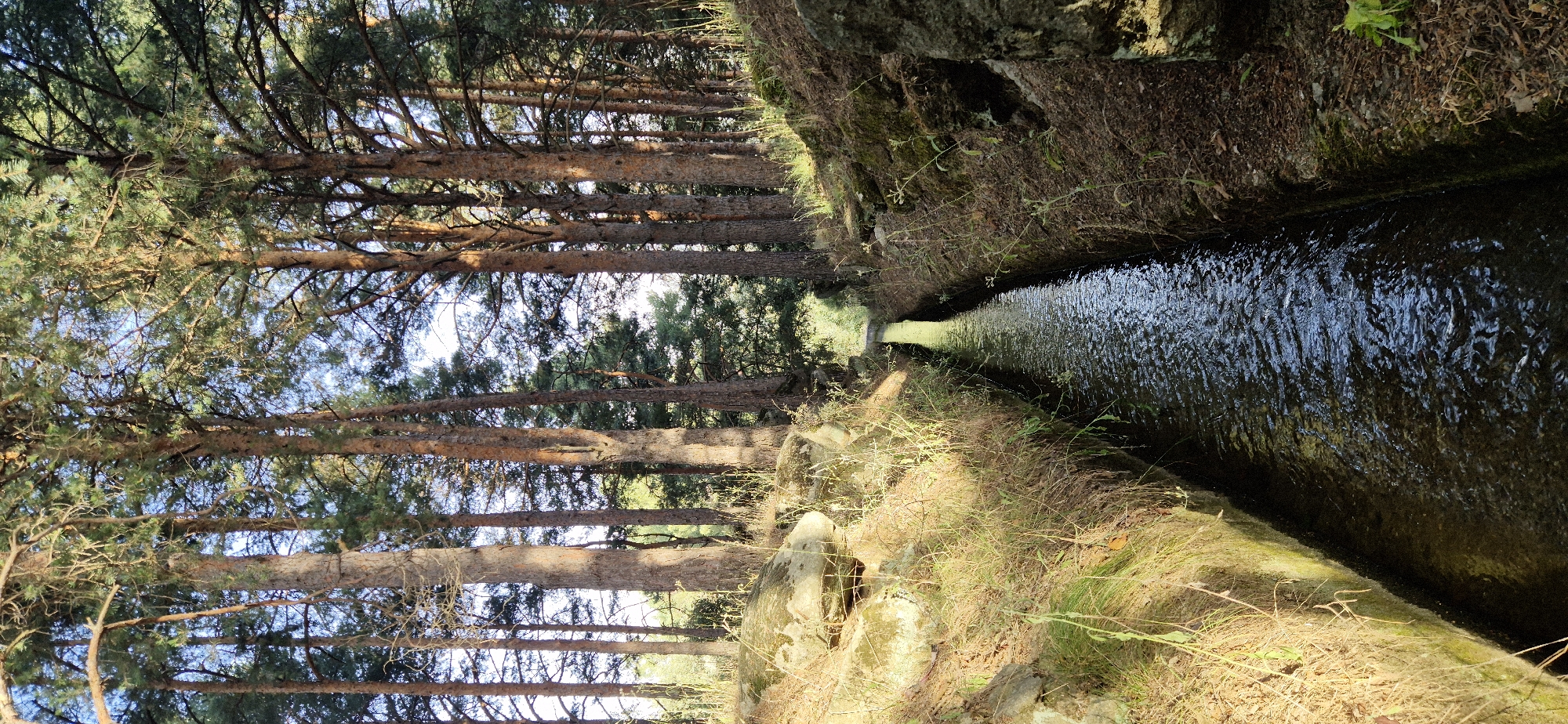 The image shows a narrow, man-made channel of water flowing through a forested area. The channel walls appear to be constructed of stone and earth, with vegetation growing along the edges. Tall pine trees line the banks of the channel, with sunlight filtering through their branches, casting dappled shadows. The water in the channel is dark and reflects the surrounding trees and sky. In the distance, the channel appears to curve and disappear into the trees, suggesting a continuous flow. The overall impression is one of a serene, natural setting enhanced by human intervention.
