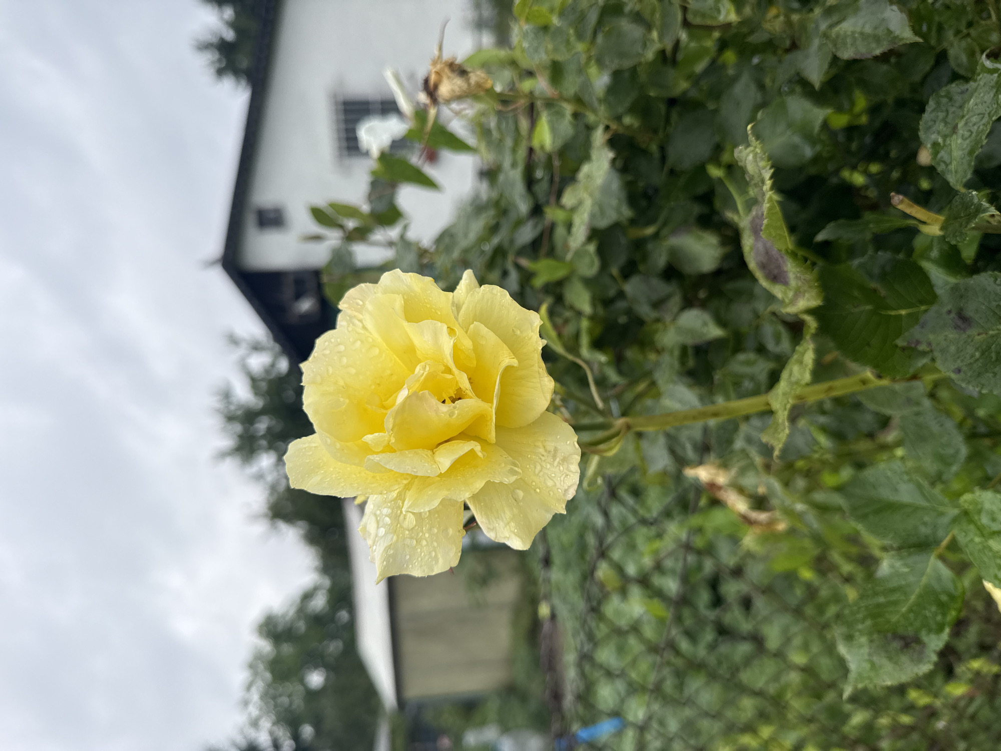 A close-up, eye-level shot focuses on a single, dew-kissed yellow rose in the foreground, its petals slightly curled and glistening with water droplets. The rose is positioned slightly off-center to the left, with its stem extending downwards. In the middle ground, lush green foliage and the muted tones of a chain-link fence create a natural barrier. Beyond the fence, a simple white building with a dark, gabled roof stands prominently. To the left of the building, a beige utility shed is visible. The background consists of blurred trees and an overcast, cloudy sky. The overall impression is that of a tranquil, slightly damp, domestic garden scene. Based on visual cues, this image was likely taken in a residential area of Szczecin, Poland, potentially in a backyard or community garden, given the presence of a house, shed, and fencing.